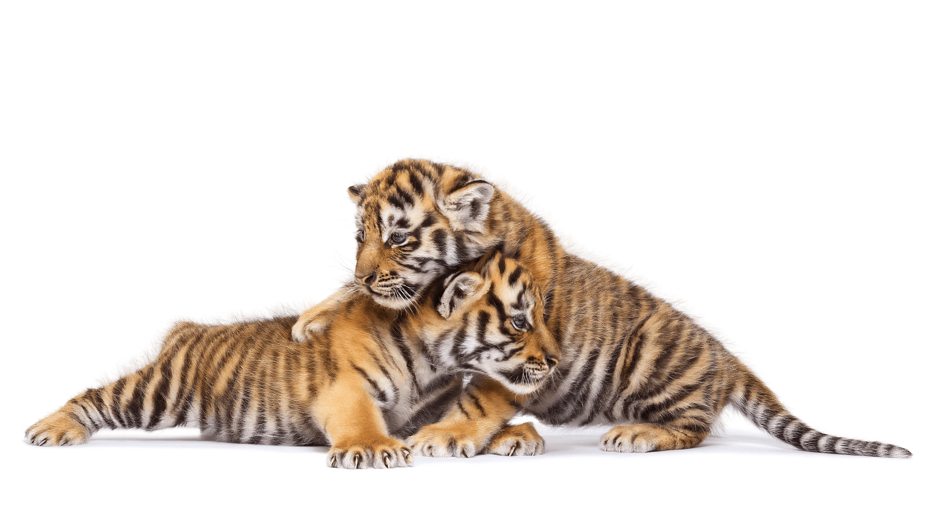 Andrew Zuckerman - Creature - 24