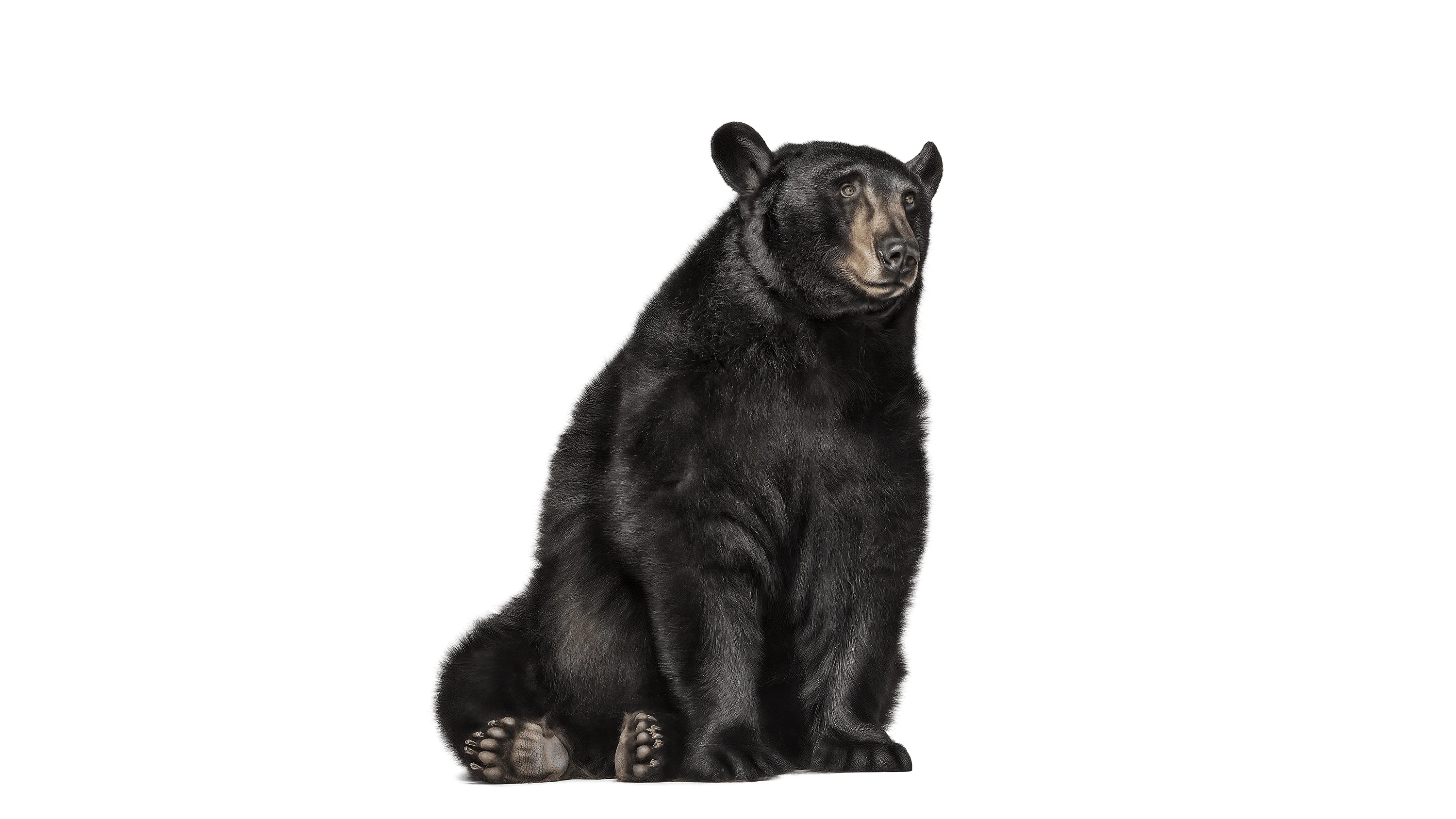 Andrew Zuckerman - Creature - 16