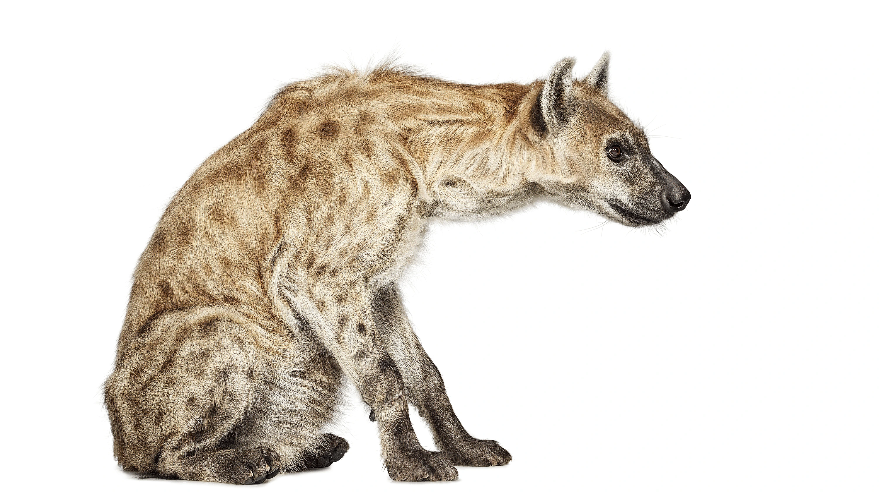 Andrew Zuckerman - Creature - 21