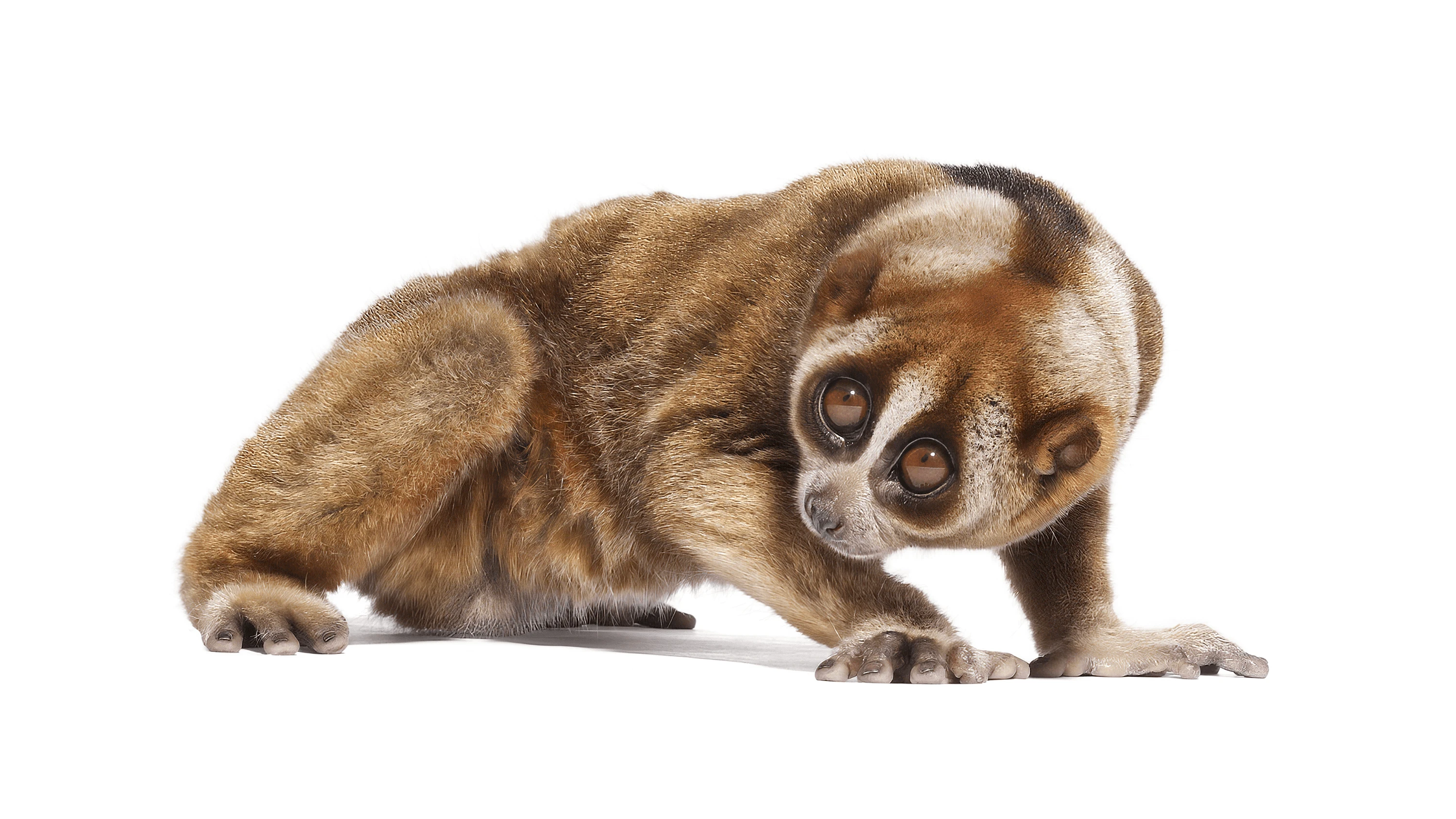 Andrew Zuckerman - Creature - 15