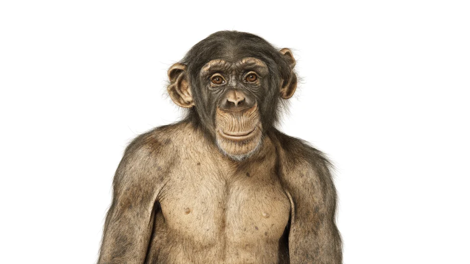 Andrew Zuckerman - Creature - 2