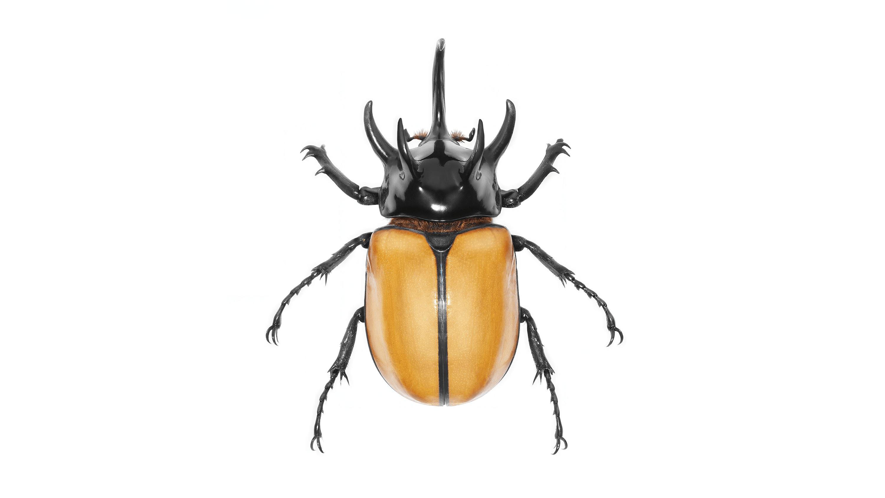 Andrew Zuckerman - Insect - 43