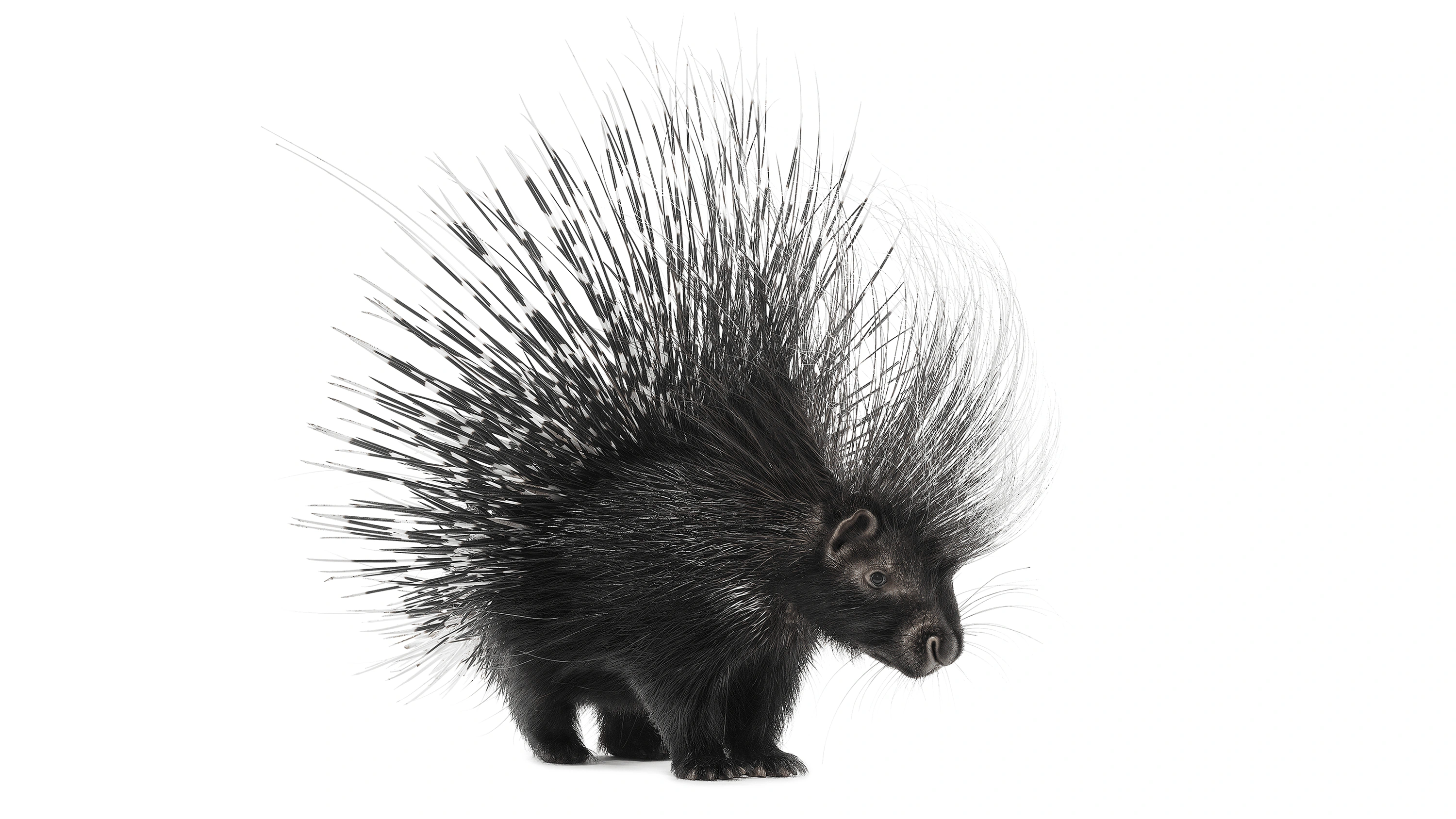 Andrew Zuckerman - Creature - 34