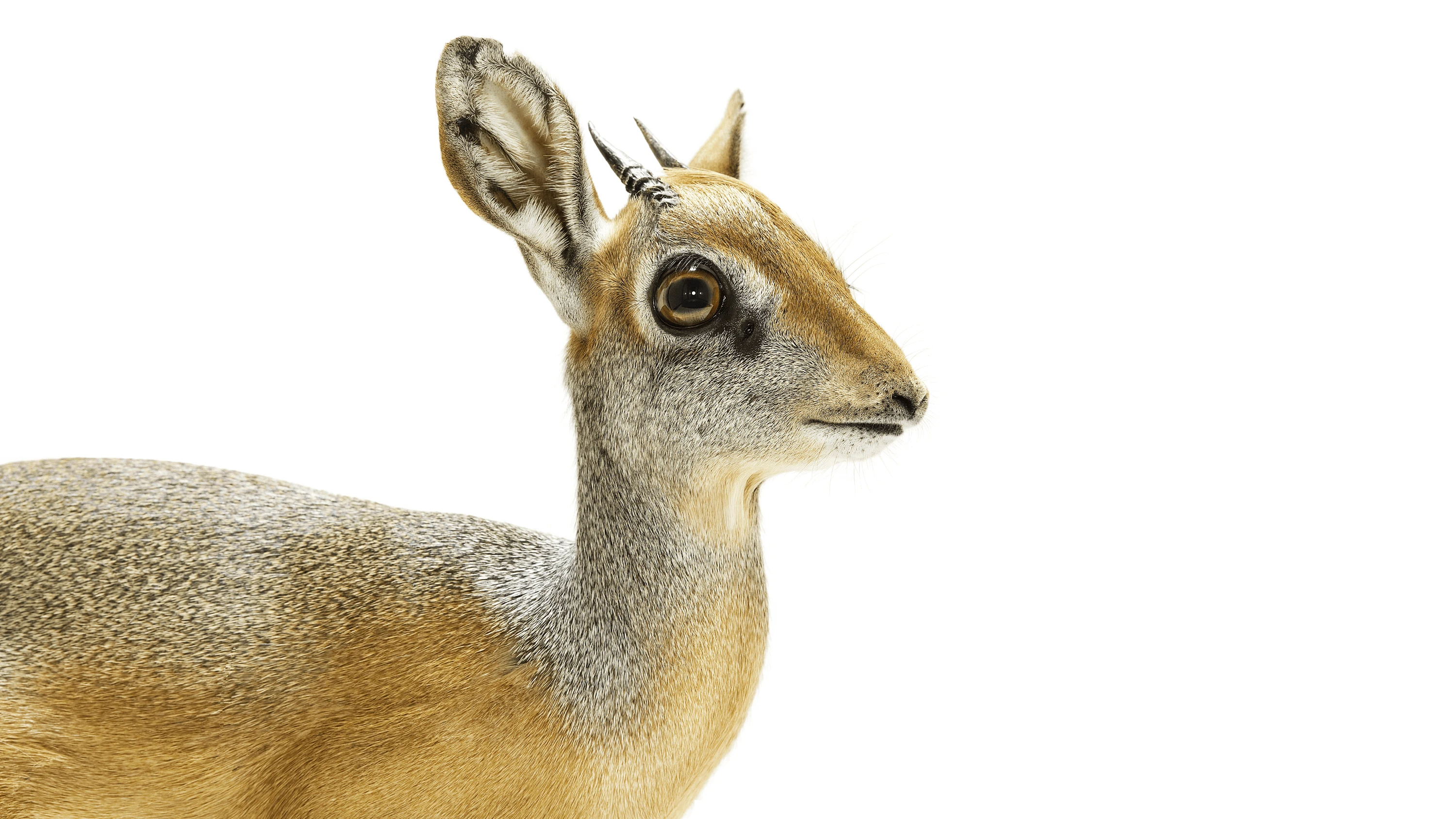 Andrew Zuckerman - Creature - 32