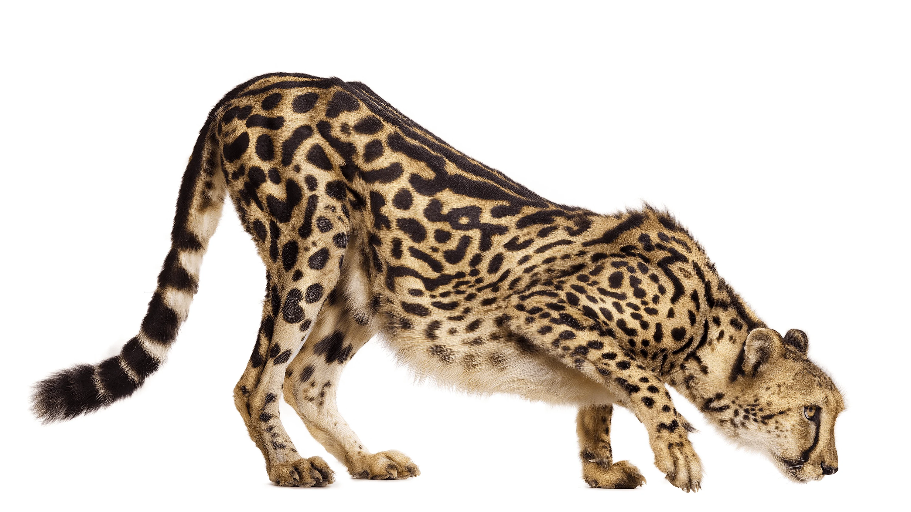 Andrew Zuckerman - Creature - 27