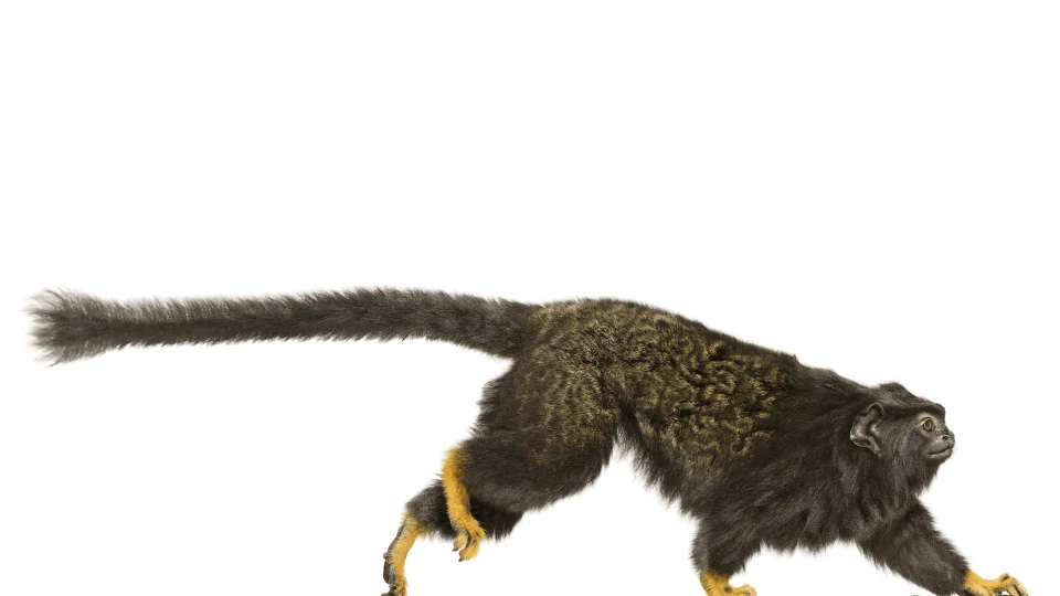 Andrew Zuckerman - Creature - 11