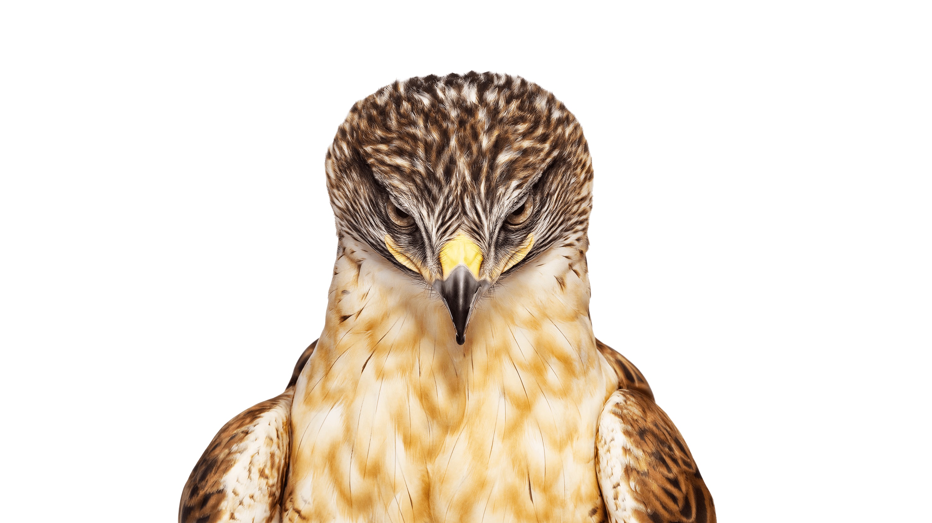 Andrew Zuckerman - Bird - 10