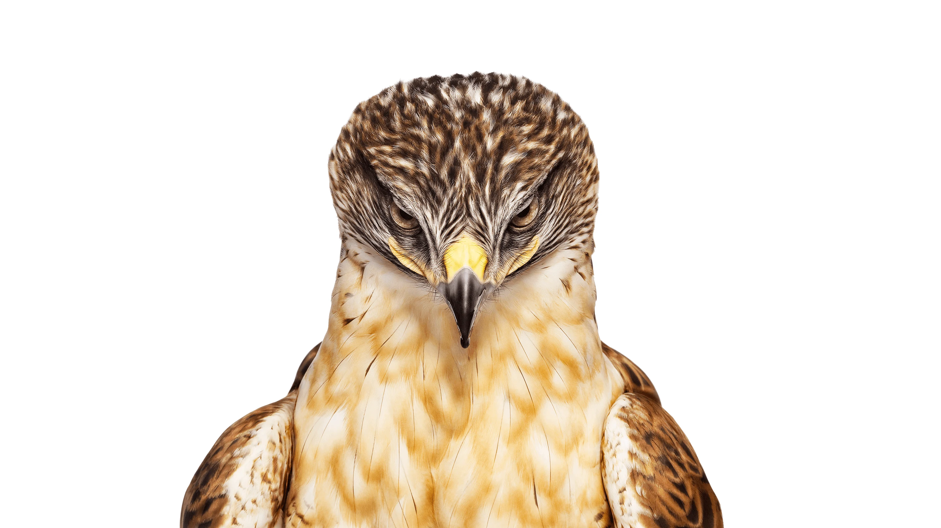 Andrew Zuckerman - Bird - 10