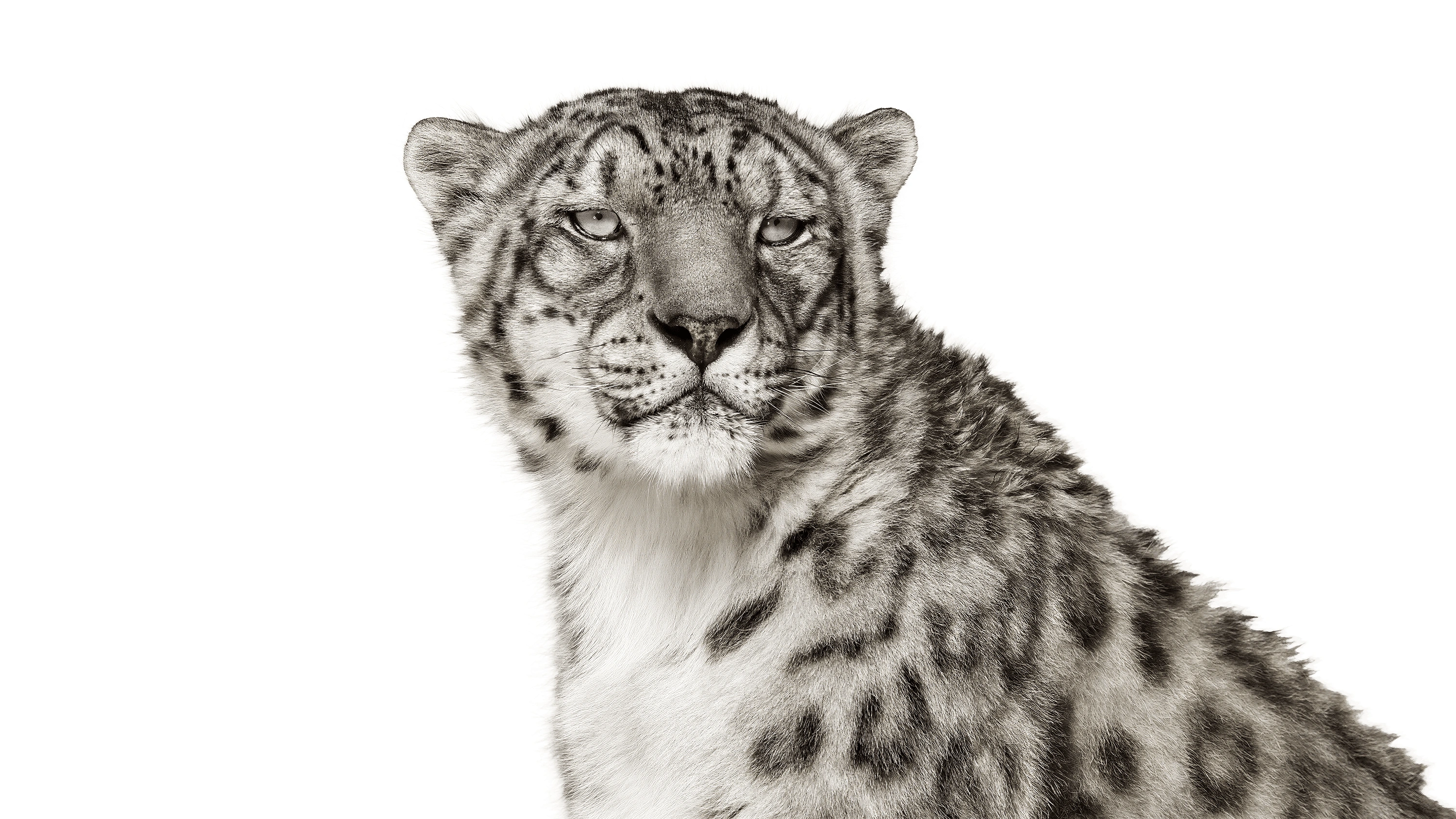 Andrew Zuckerman - Creature - 29