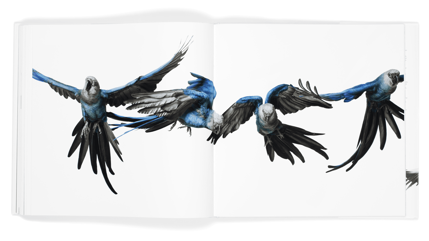Bird 〈Andrew Zuckerman〉大型本 Bird - Andrew Zuckerman