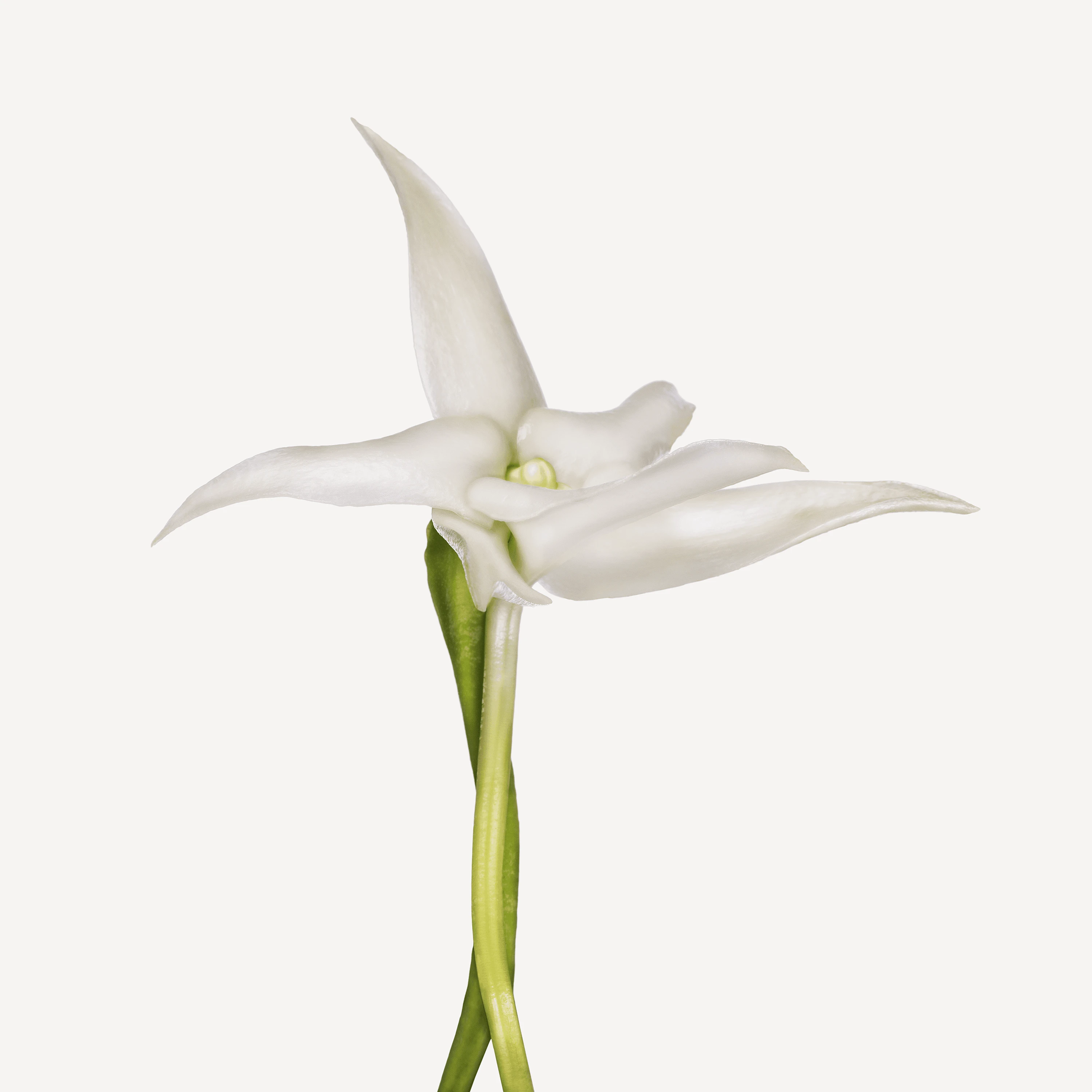 Andrew Zuckerman - Flower - 38