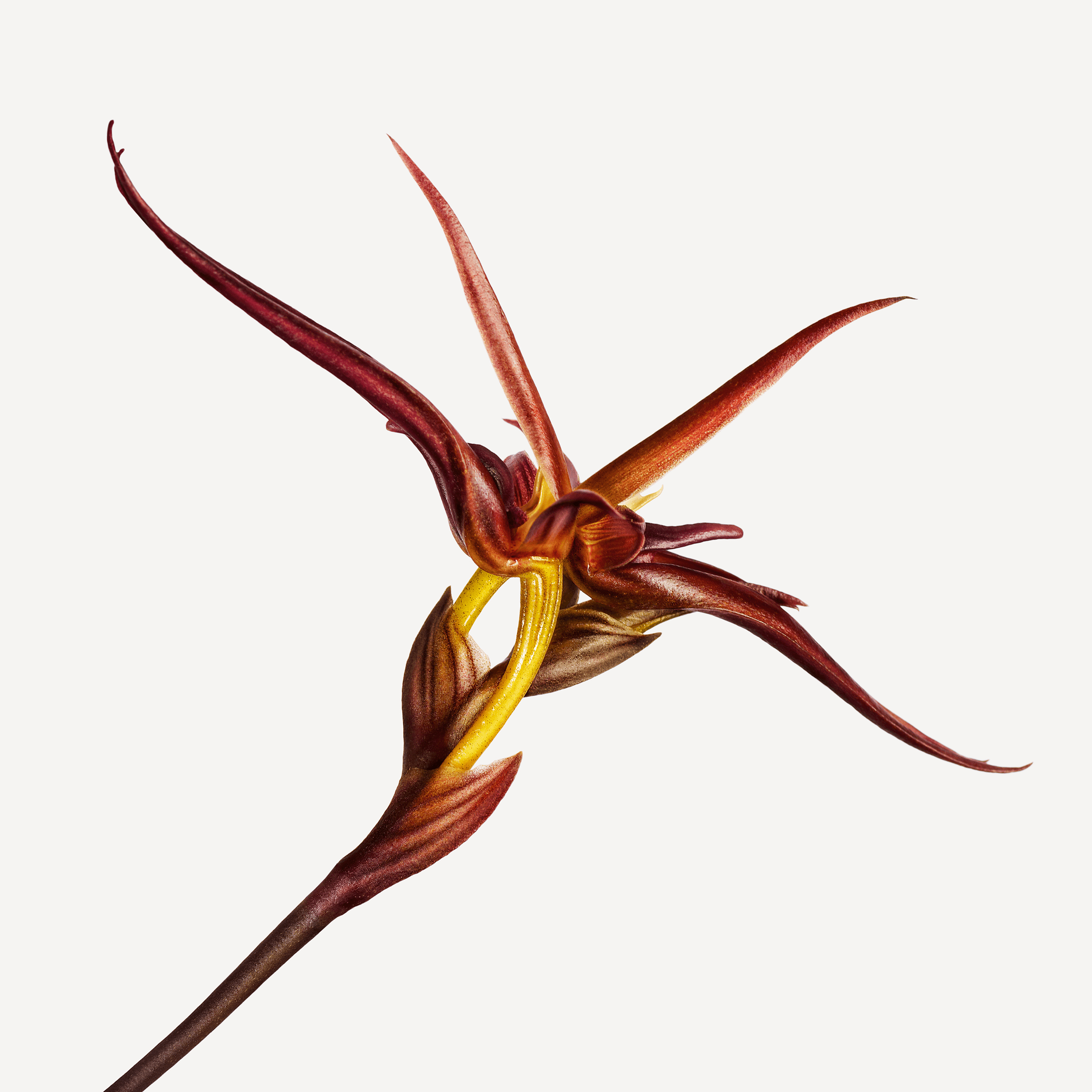 Andrew Zuckerman - Flower - 35