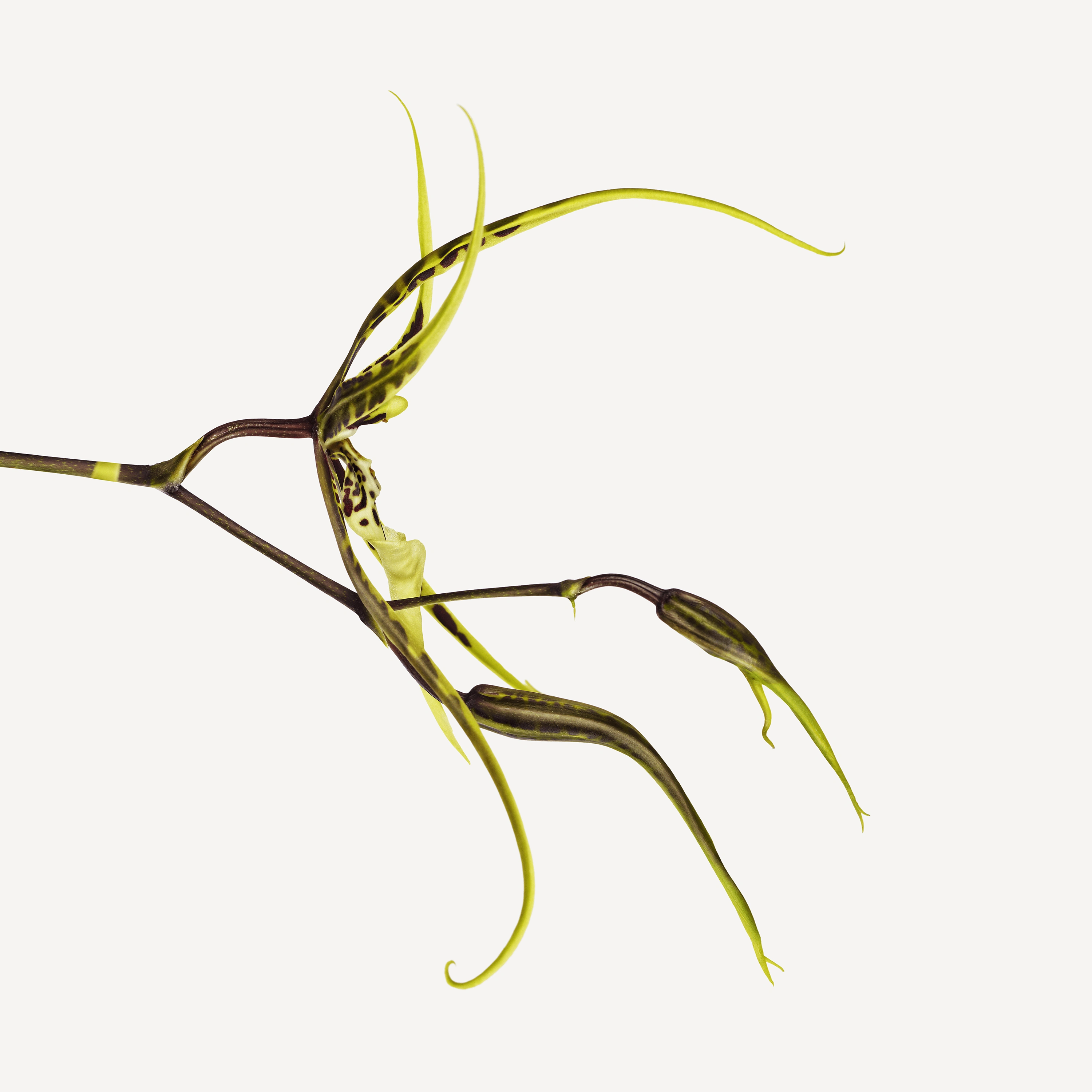 Andrew Zuckerman - Flower - 37