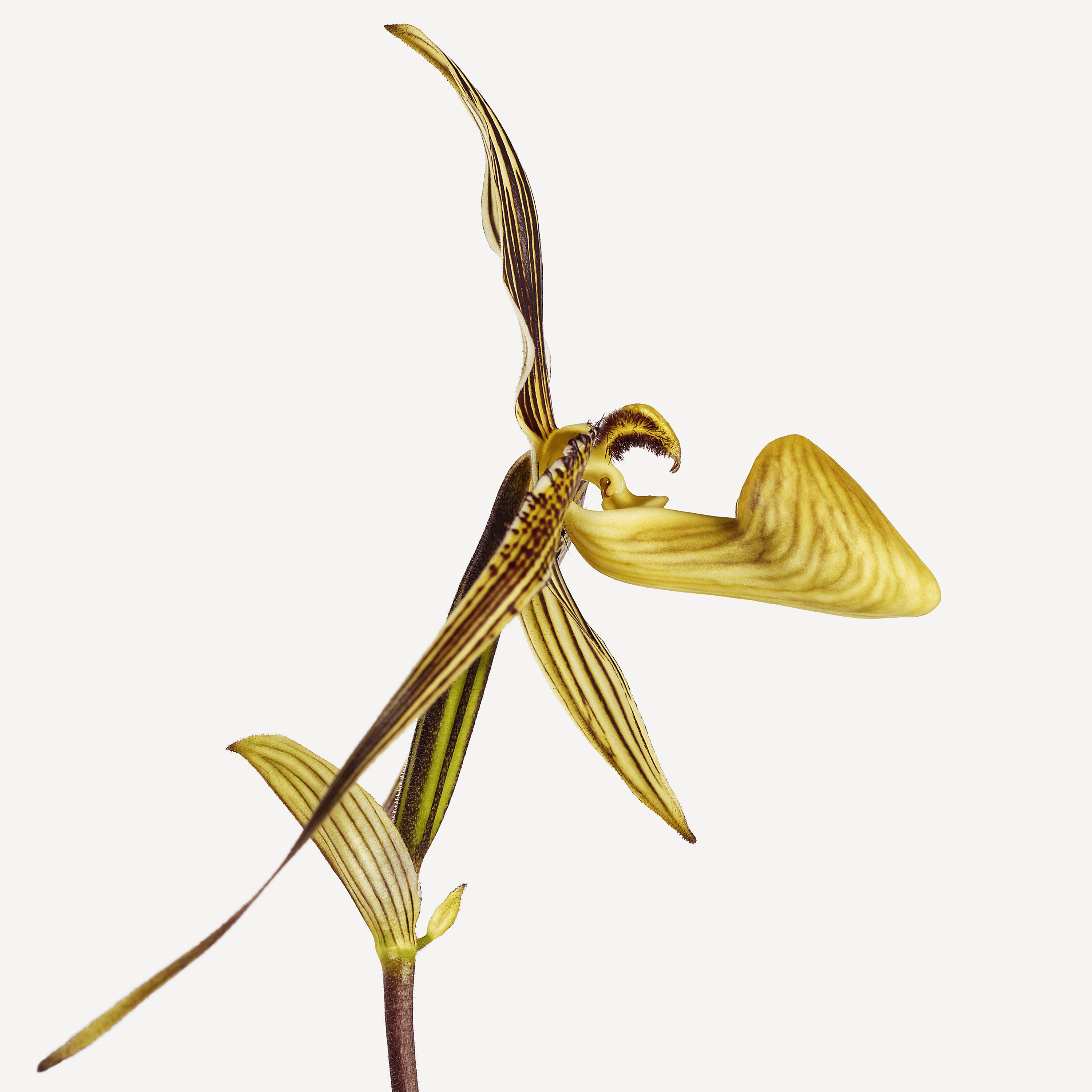 Andrew Zuckerman - Flower - 36