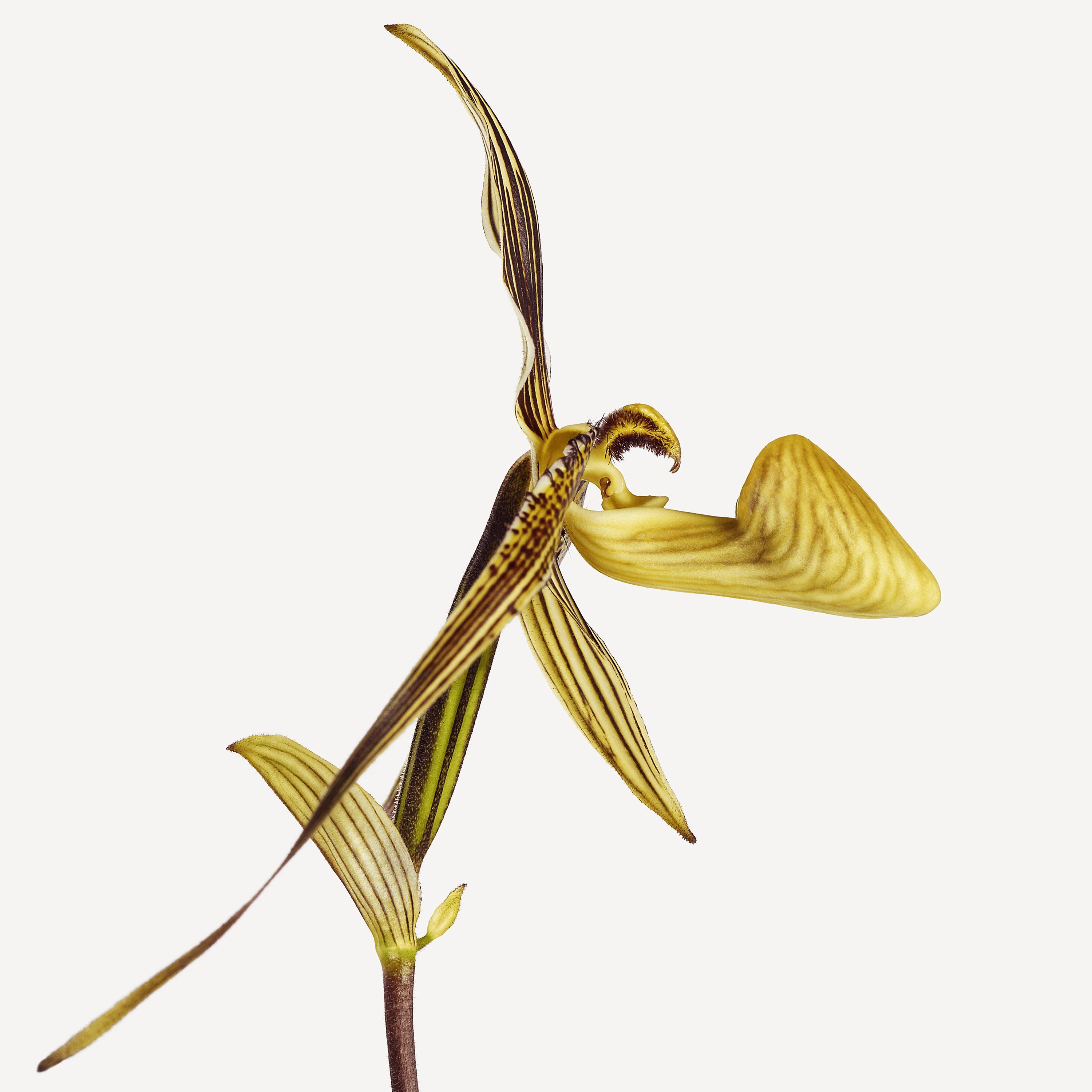 Flower Andrew Zuckerman flower-andrew-zuckerman