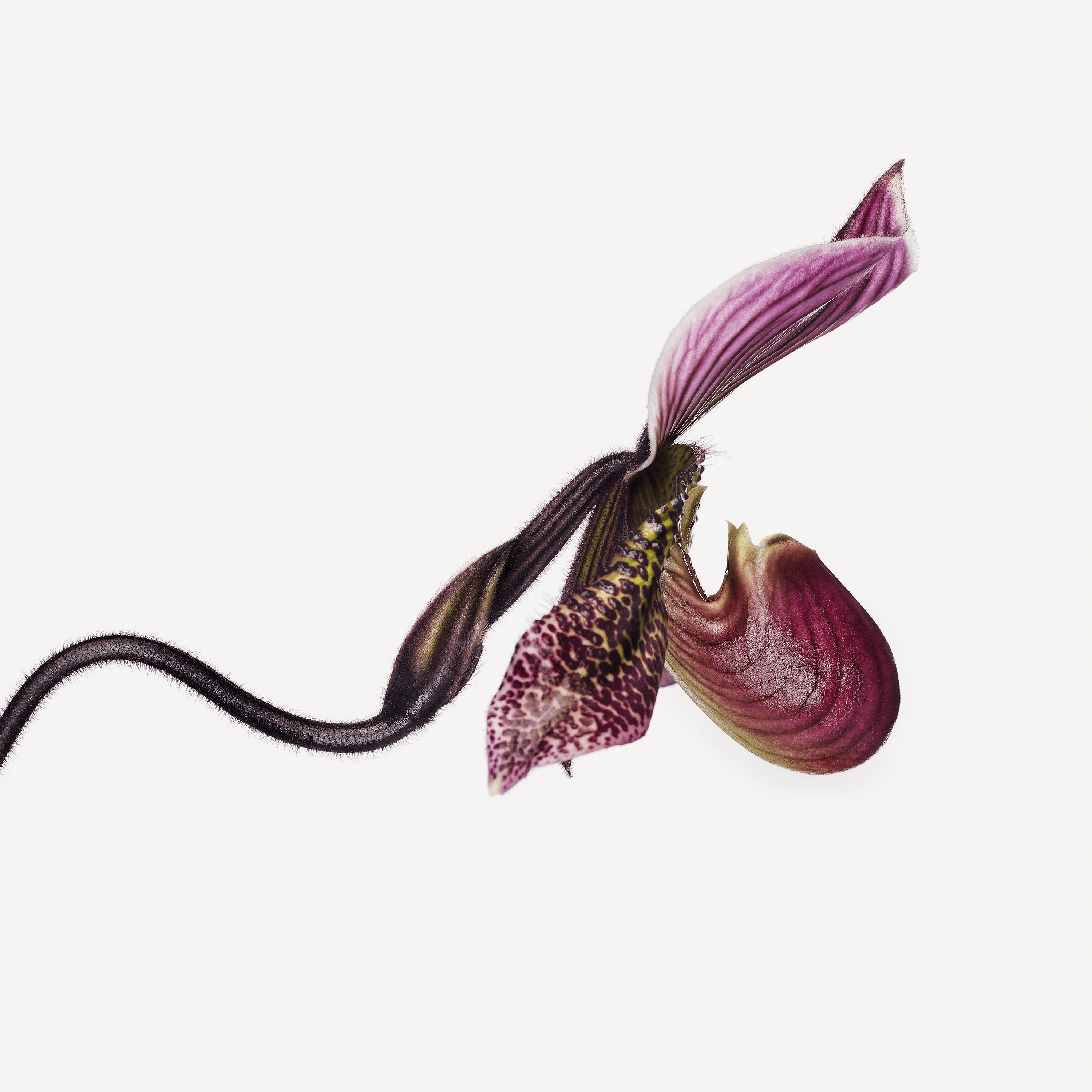 Andrew Zuckerman - Flower - 32