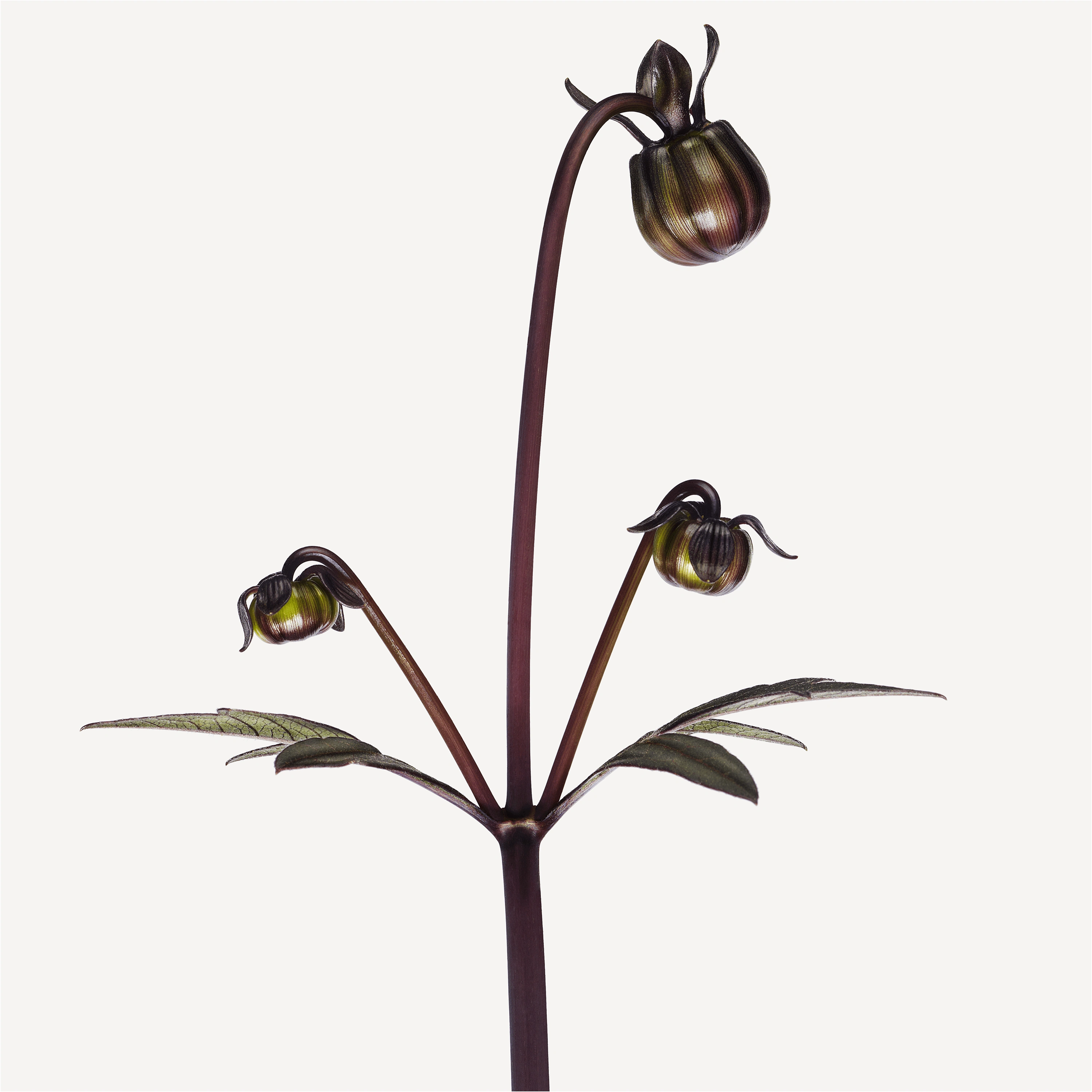 Andrew Zuckerman - Flower - 33