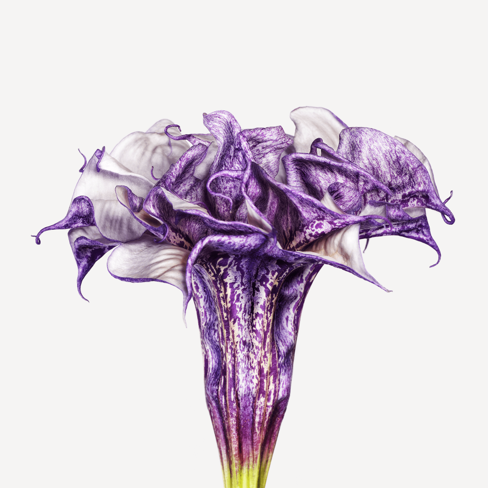 Andrew Zuckerman - Flower - 32