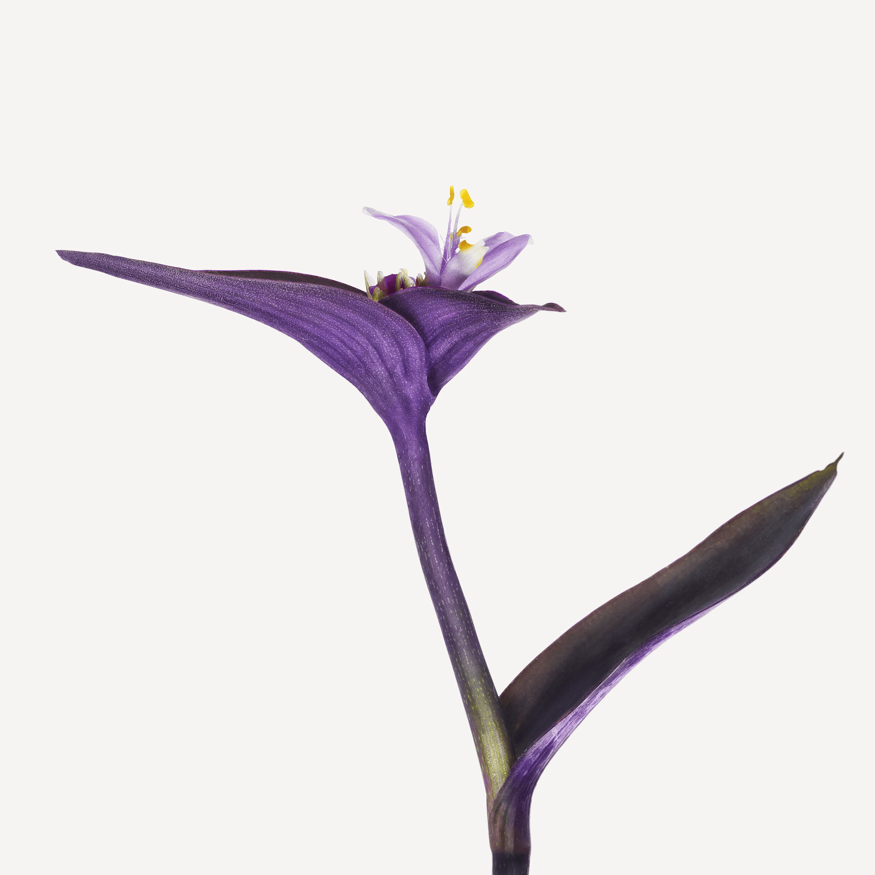 Andrew Zuckerman - Flower - 30