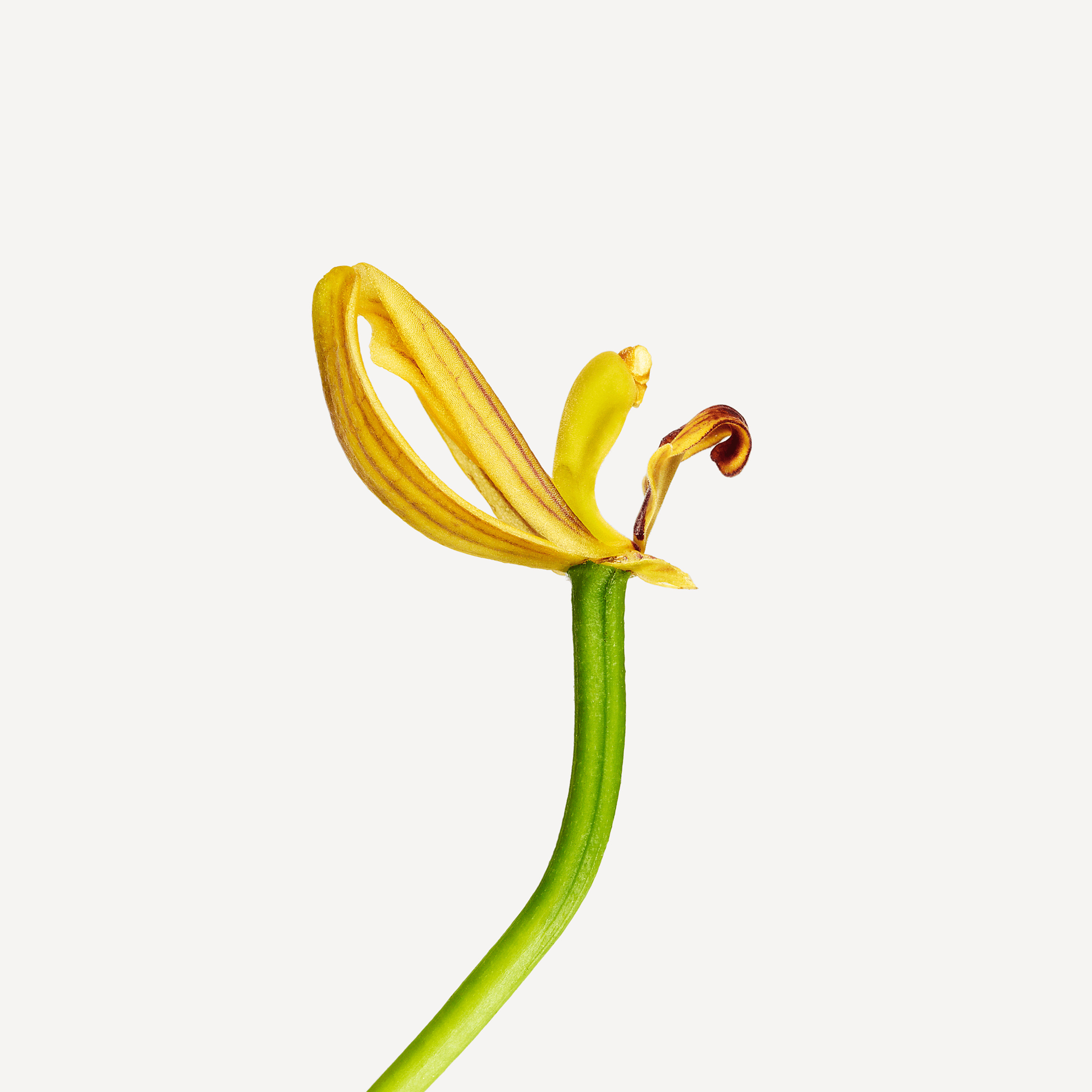 Andrew Zuckerman - Flower - 0