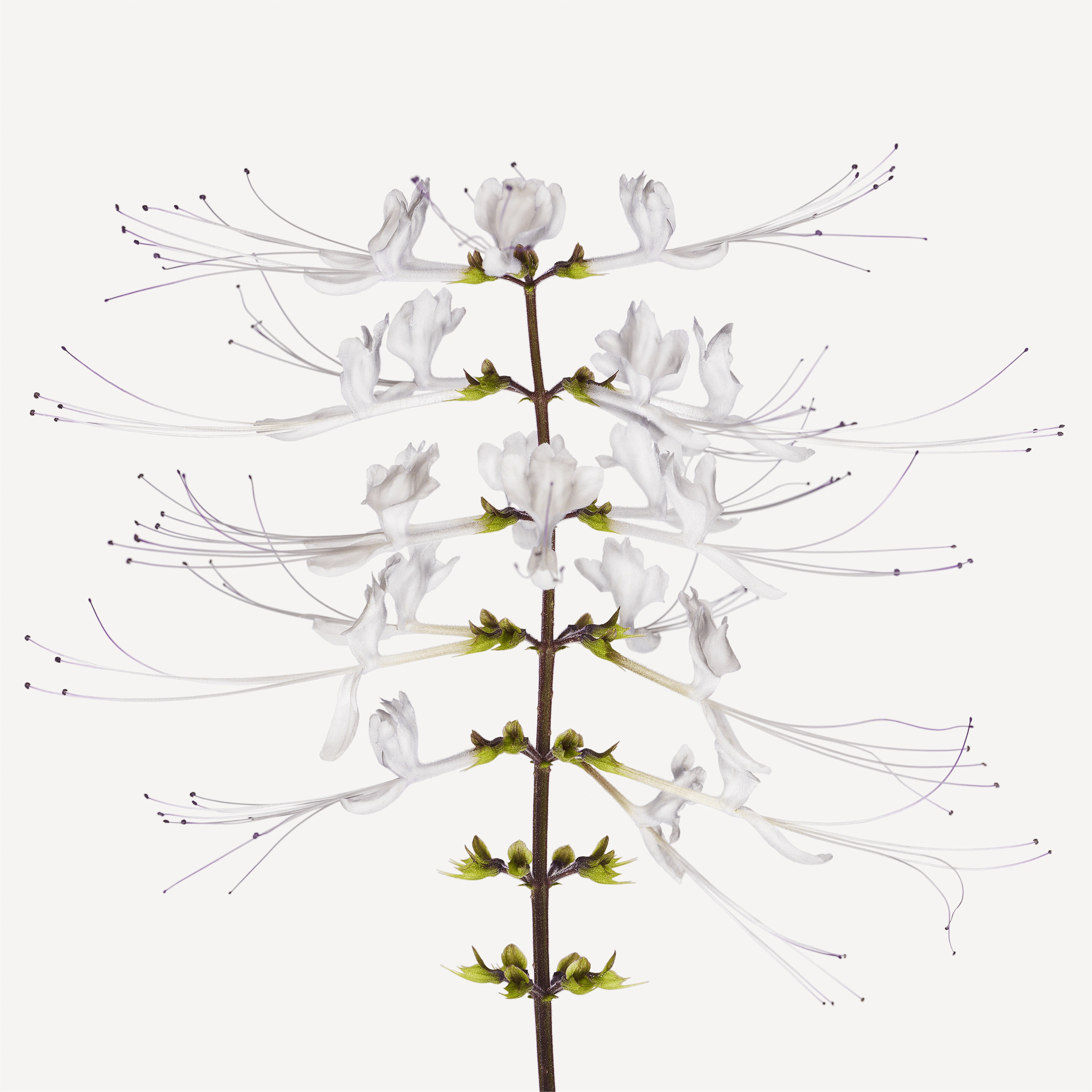 Andrew Zuckerman - Flower - 34