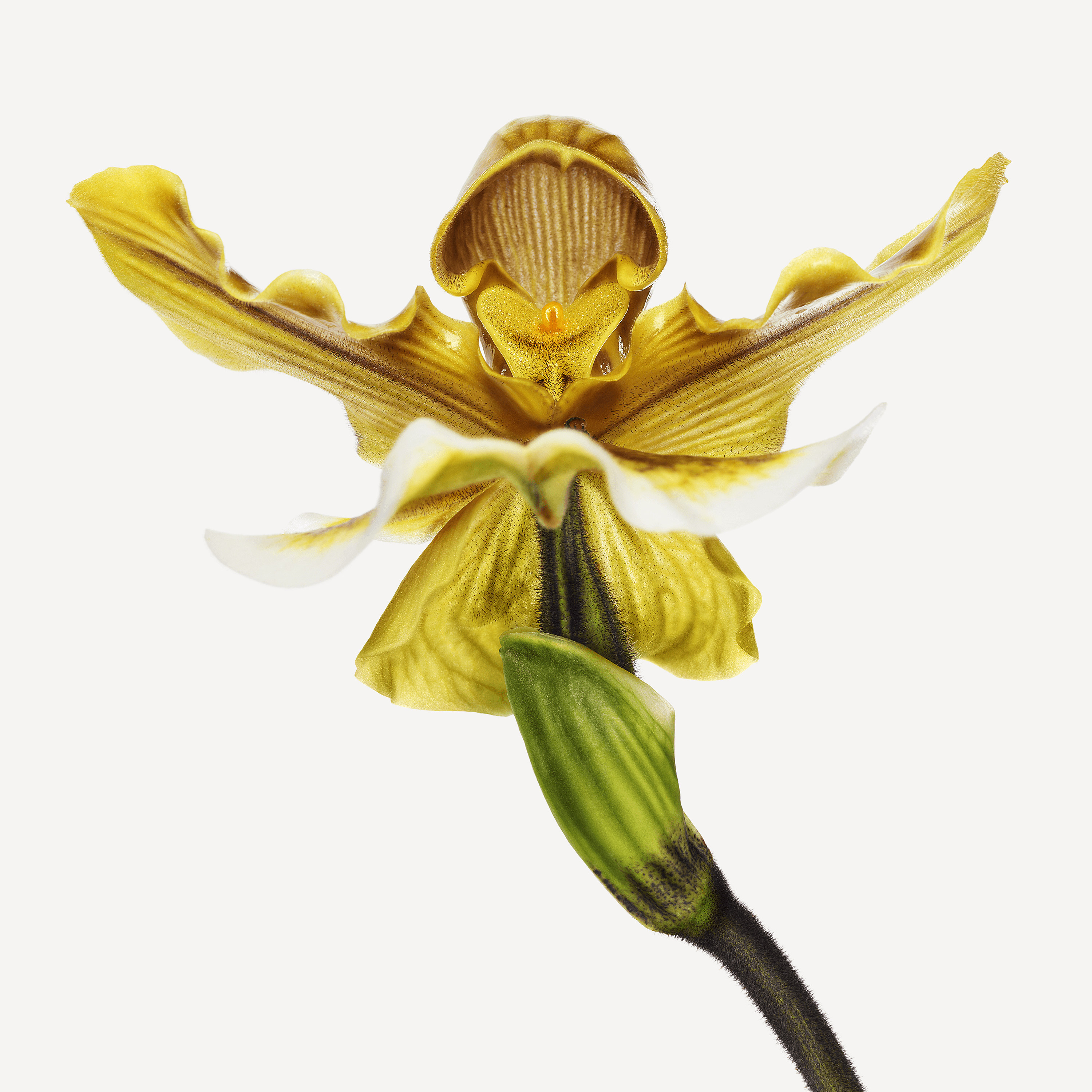 Andrew Zuckerman - Flower - 29