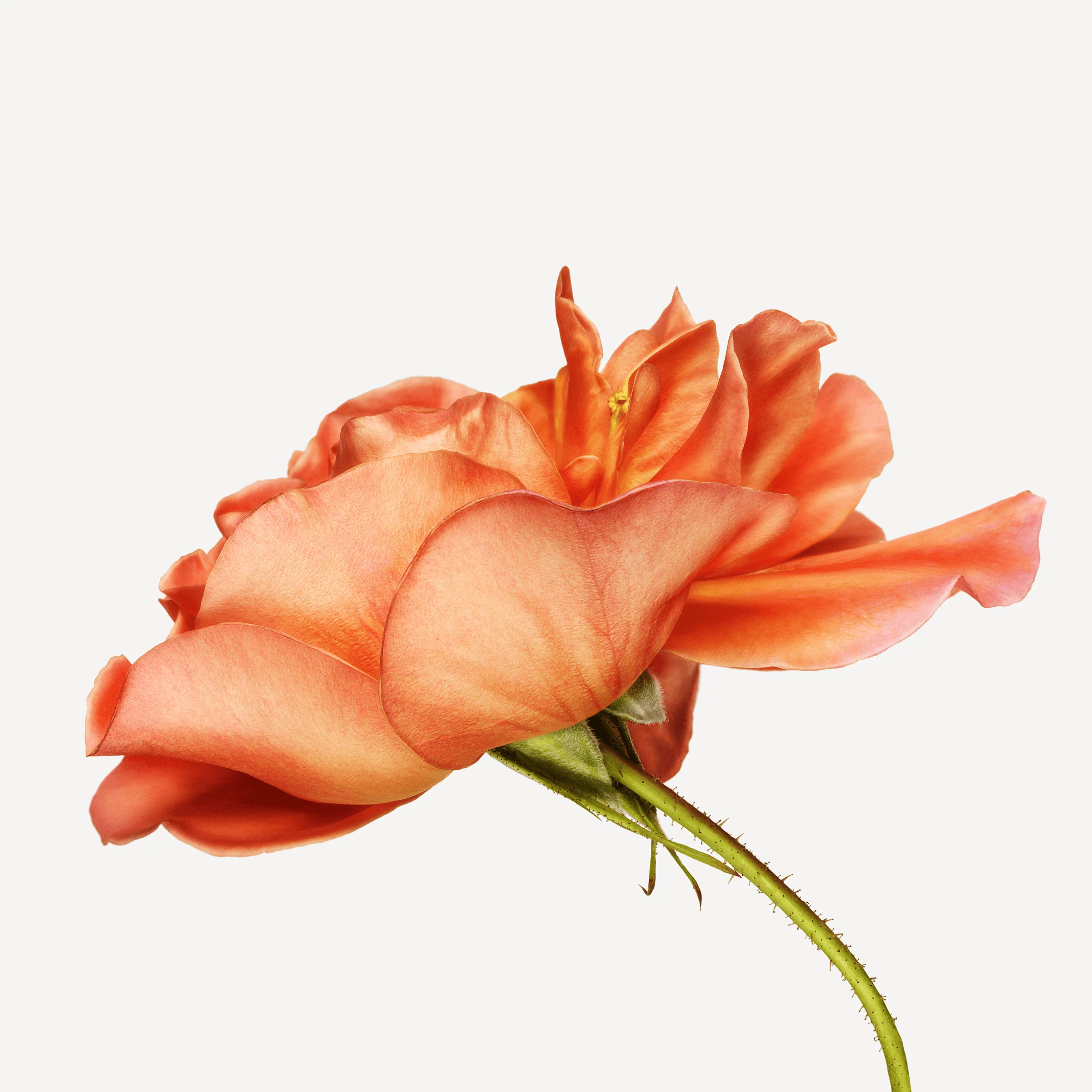 Flower Andrew Zuckerman flower-andrew-zuckerman