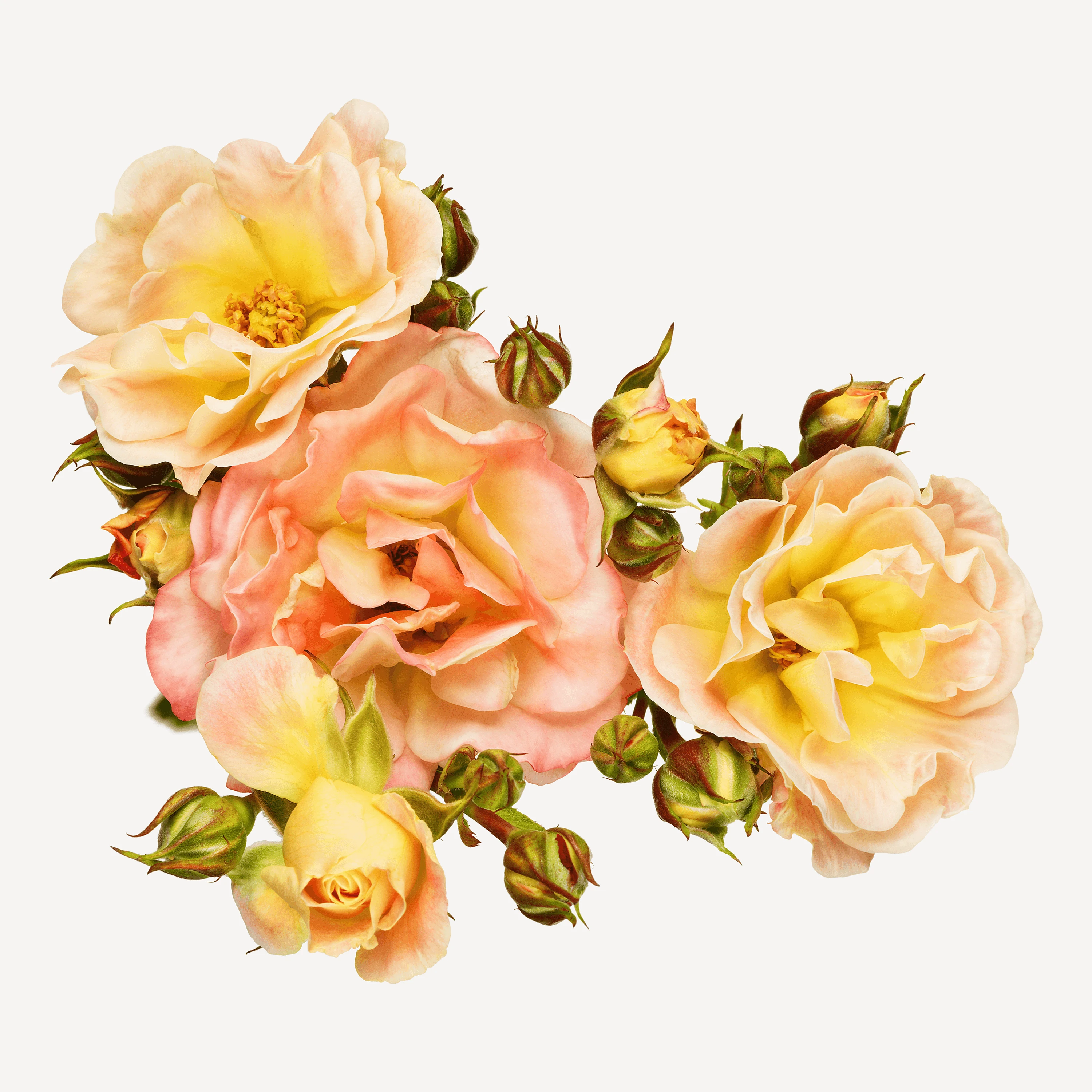 Andrew Zuckerman - Flower - 27