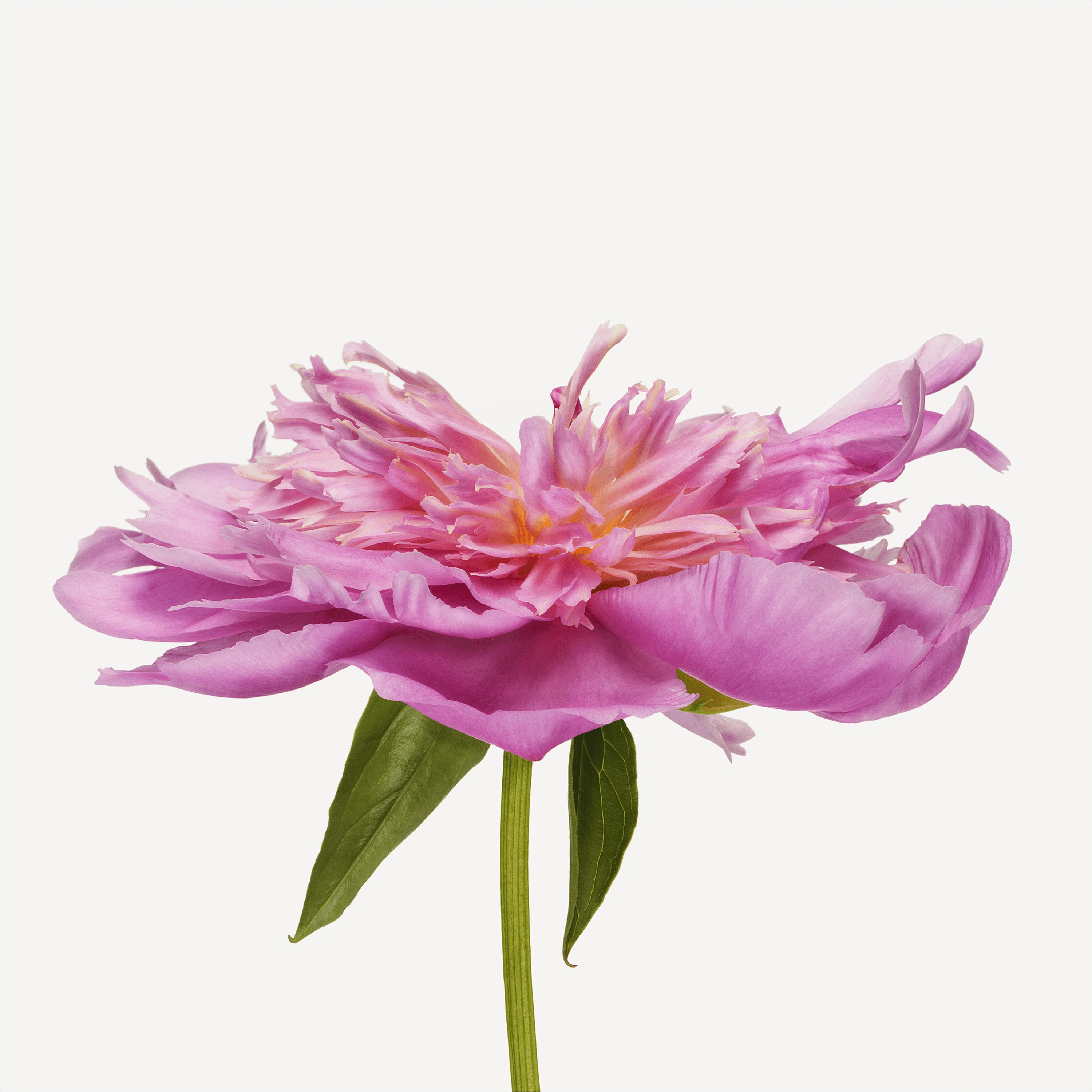 Andrew Zuckerman - Flower - 25