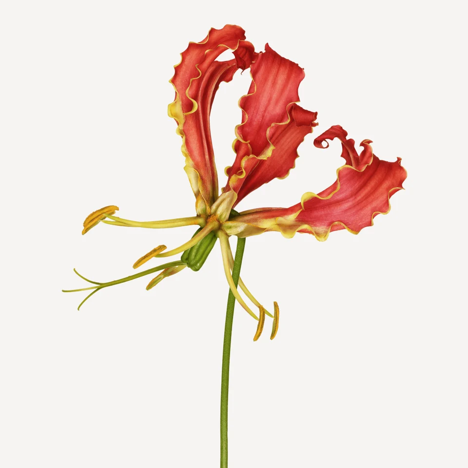 Andrew Zuckerman - Flower - 27