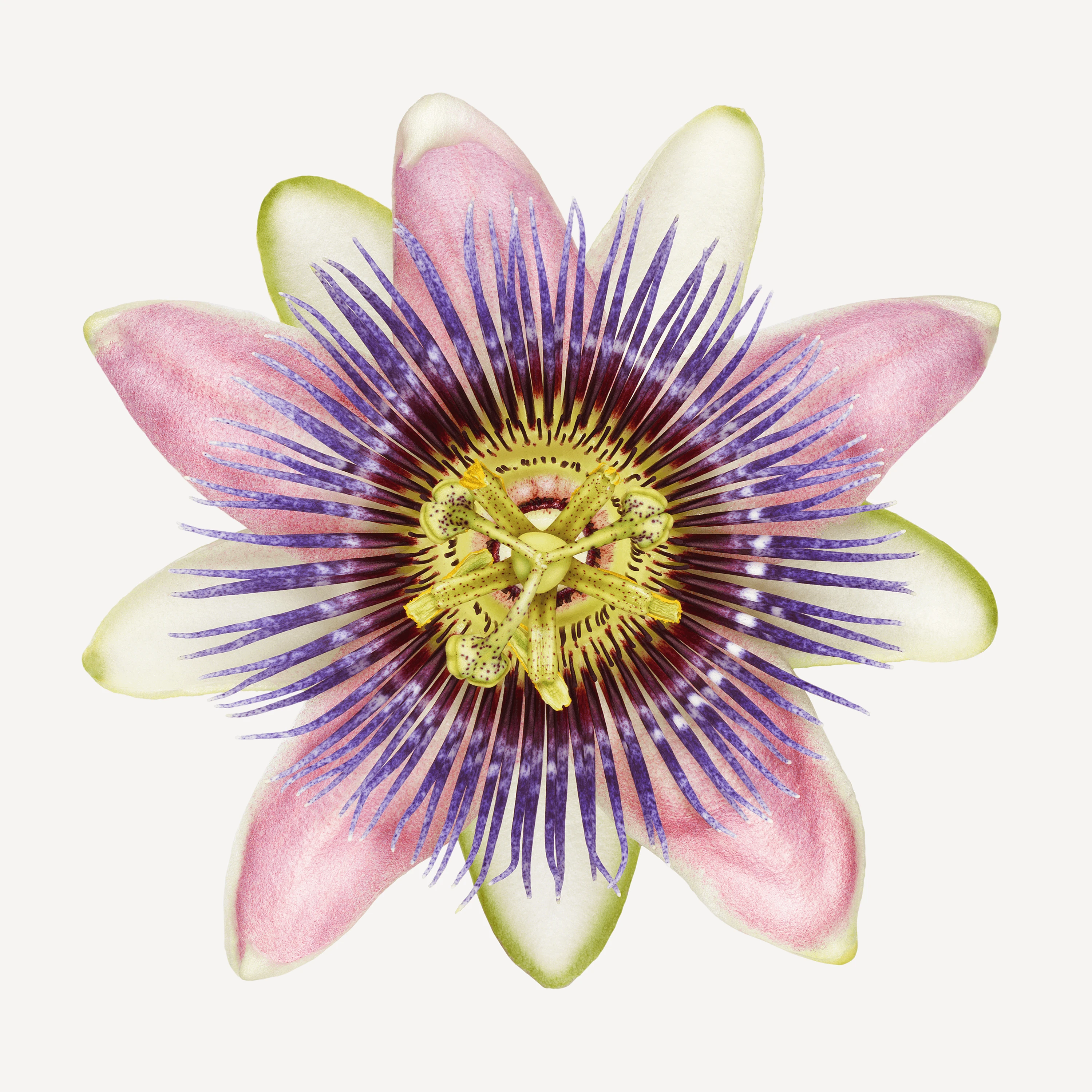 Andrew Zuckerman - Flower - 23