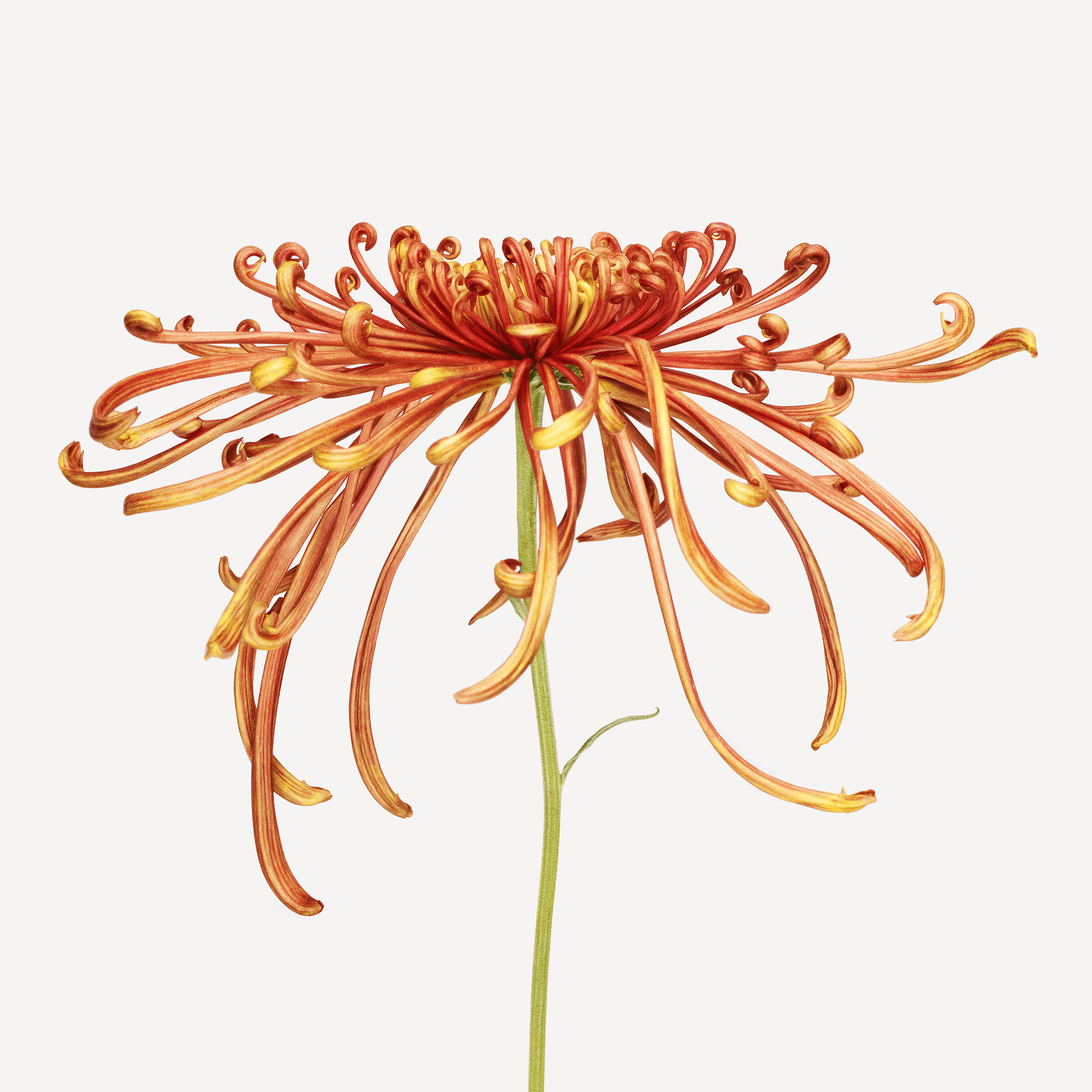 Andrew Zuckerman - Flower - 24