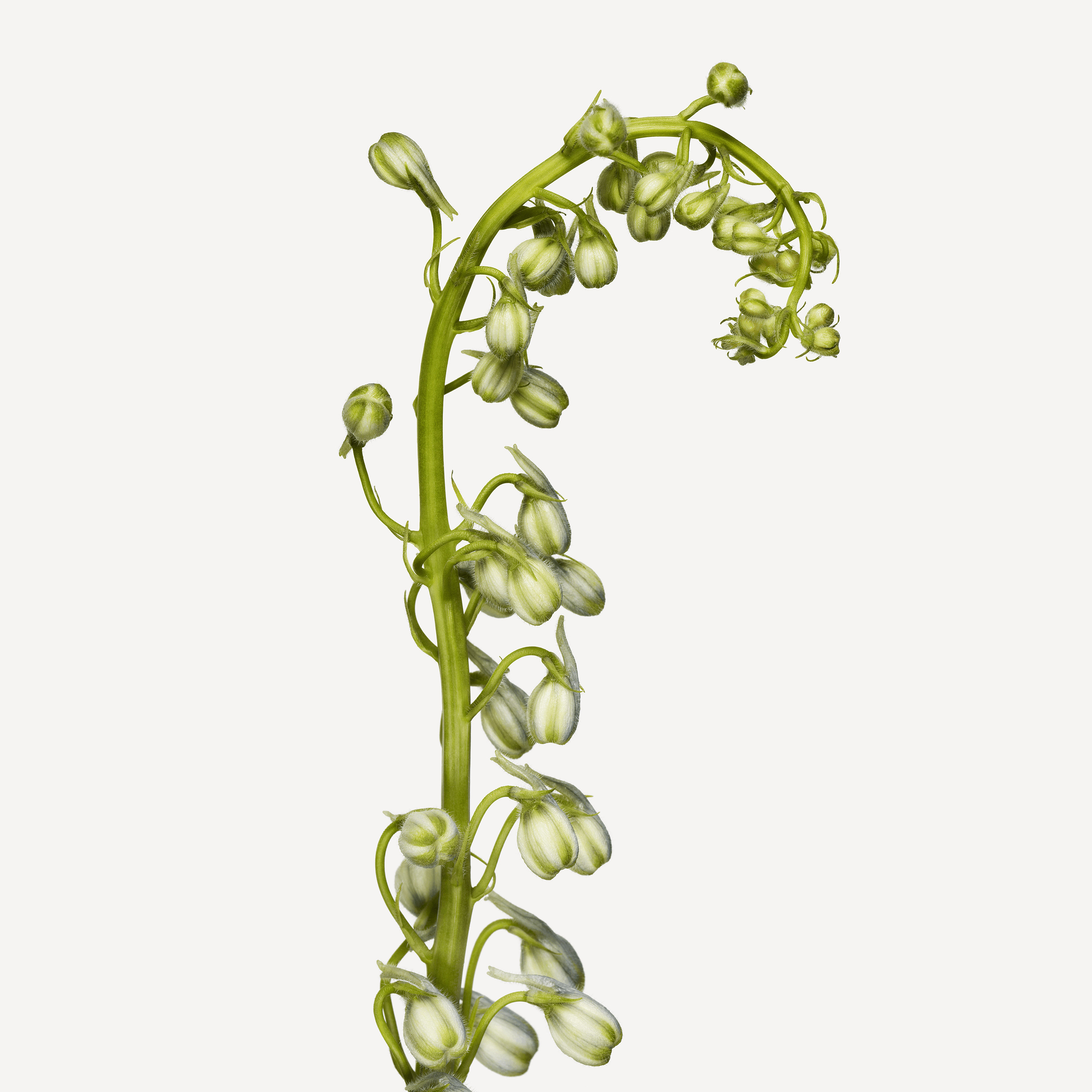 Andrew Zuckerman - Flower - 22