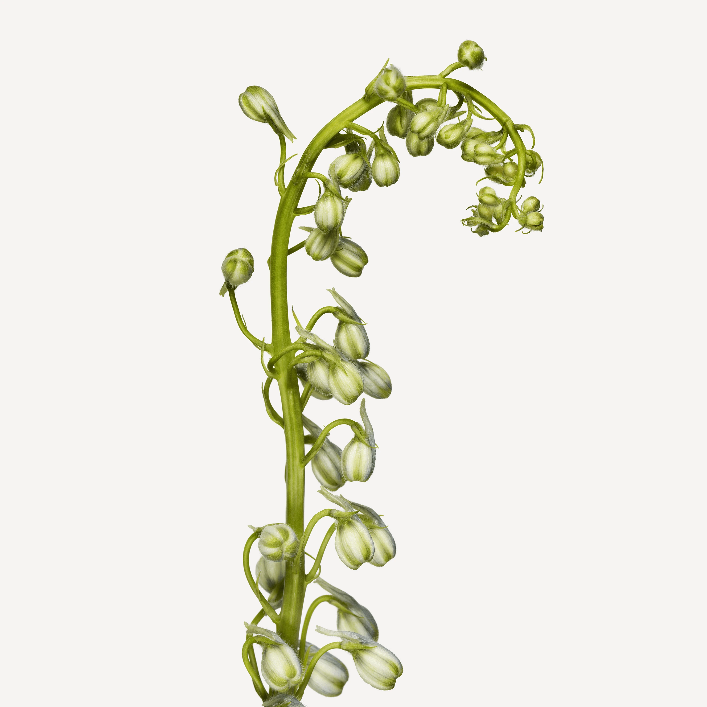 Flower Andrew Zuckerman flower-andrew-zuckerman