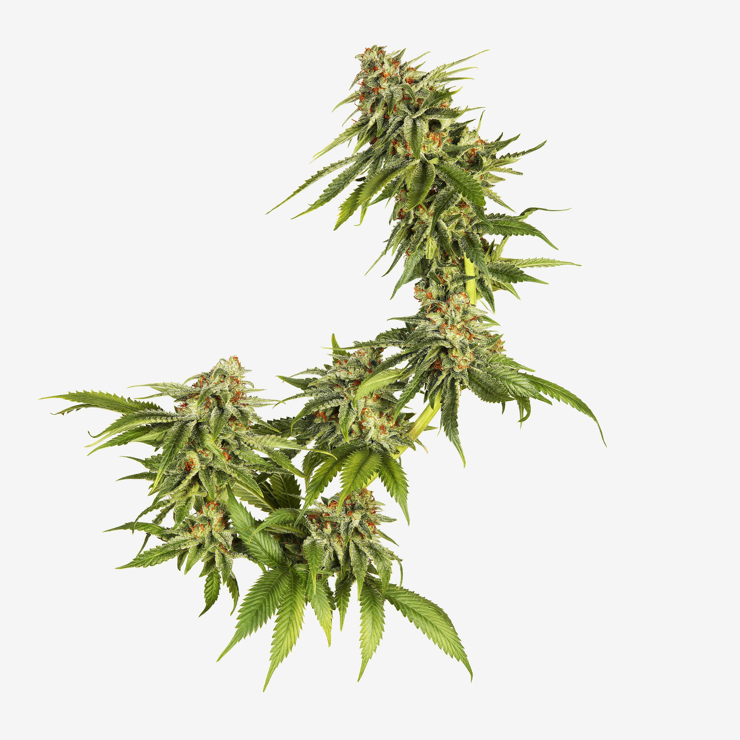 Andrew Zuckerman - Flower - 20