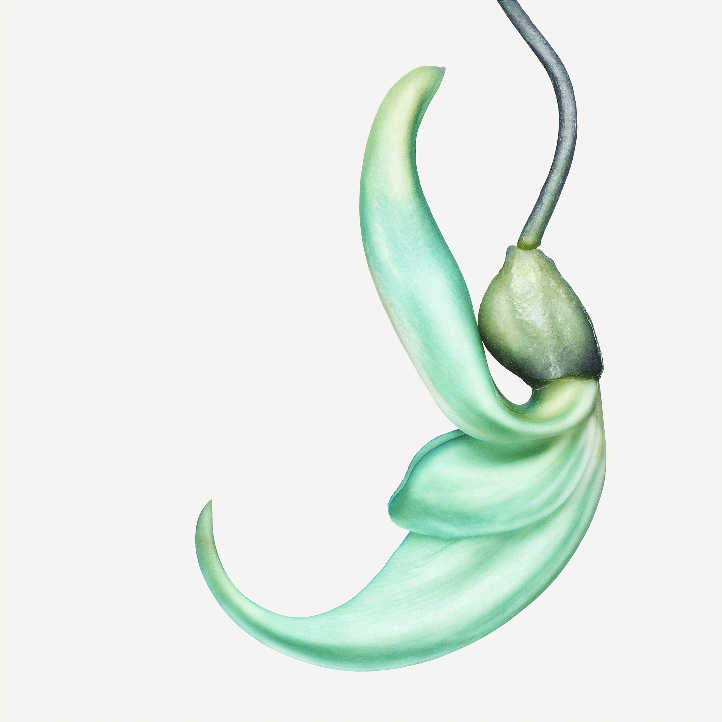 Andrew Zuckerman - Flower - 21