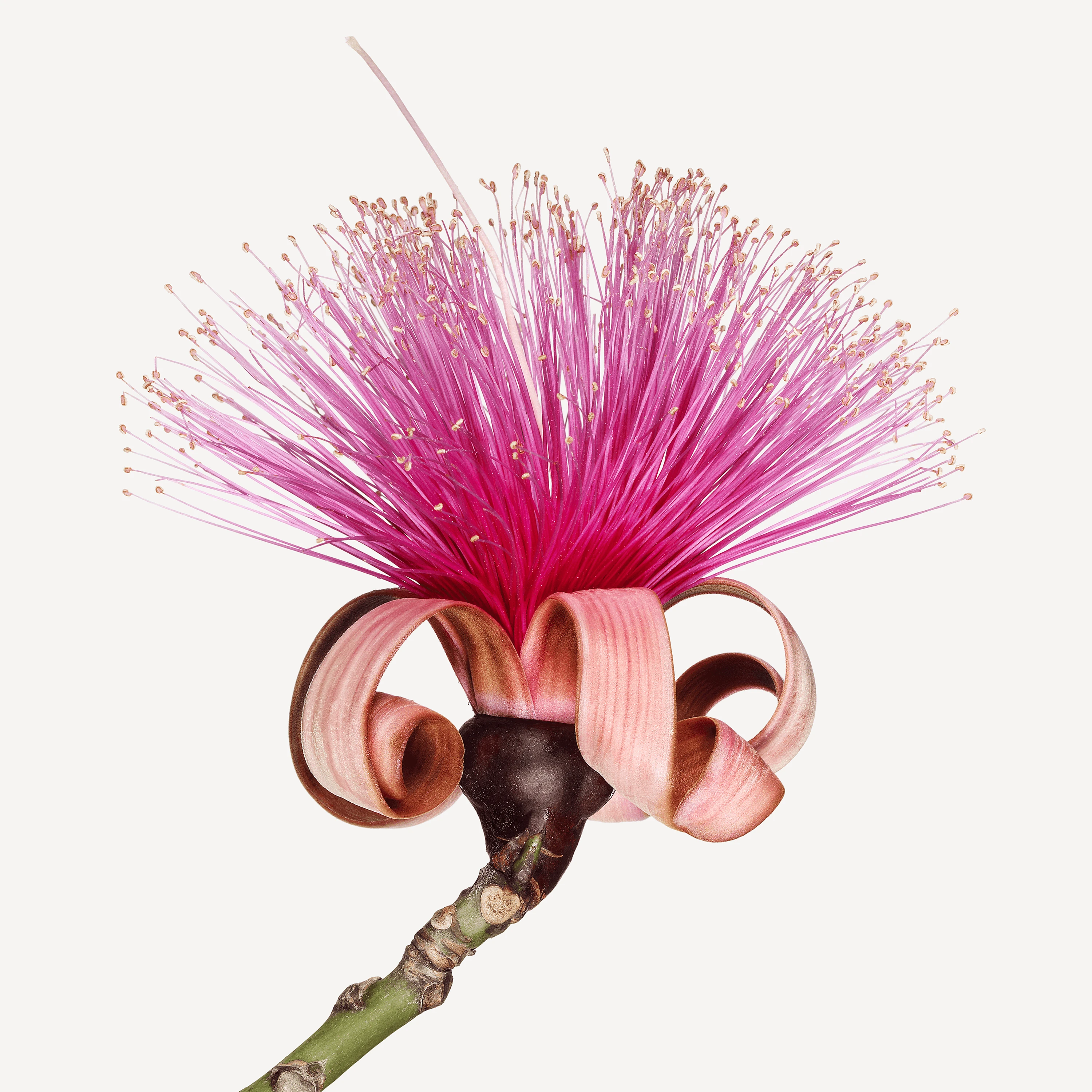 Andrew Zuckerman - Flower - 19