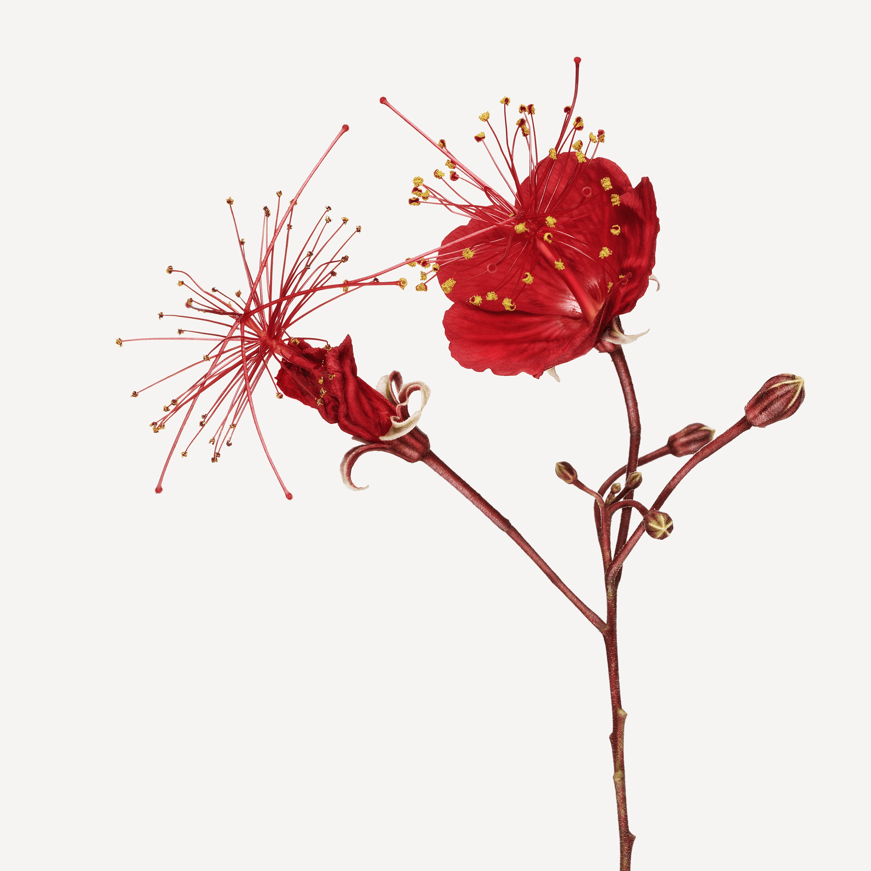 Andrew Zuckerman - Flower - 16