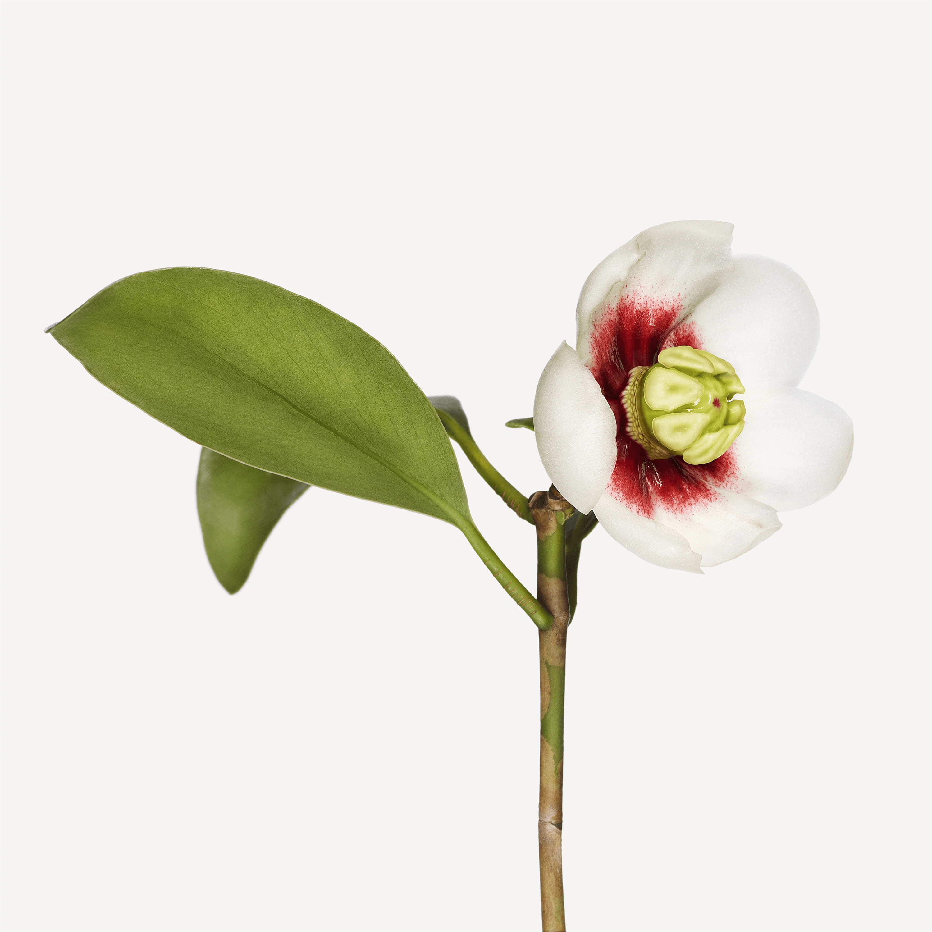 Andrew Zuckerman - Flower - 15