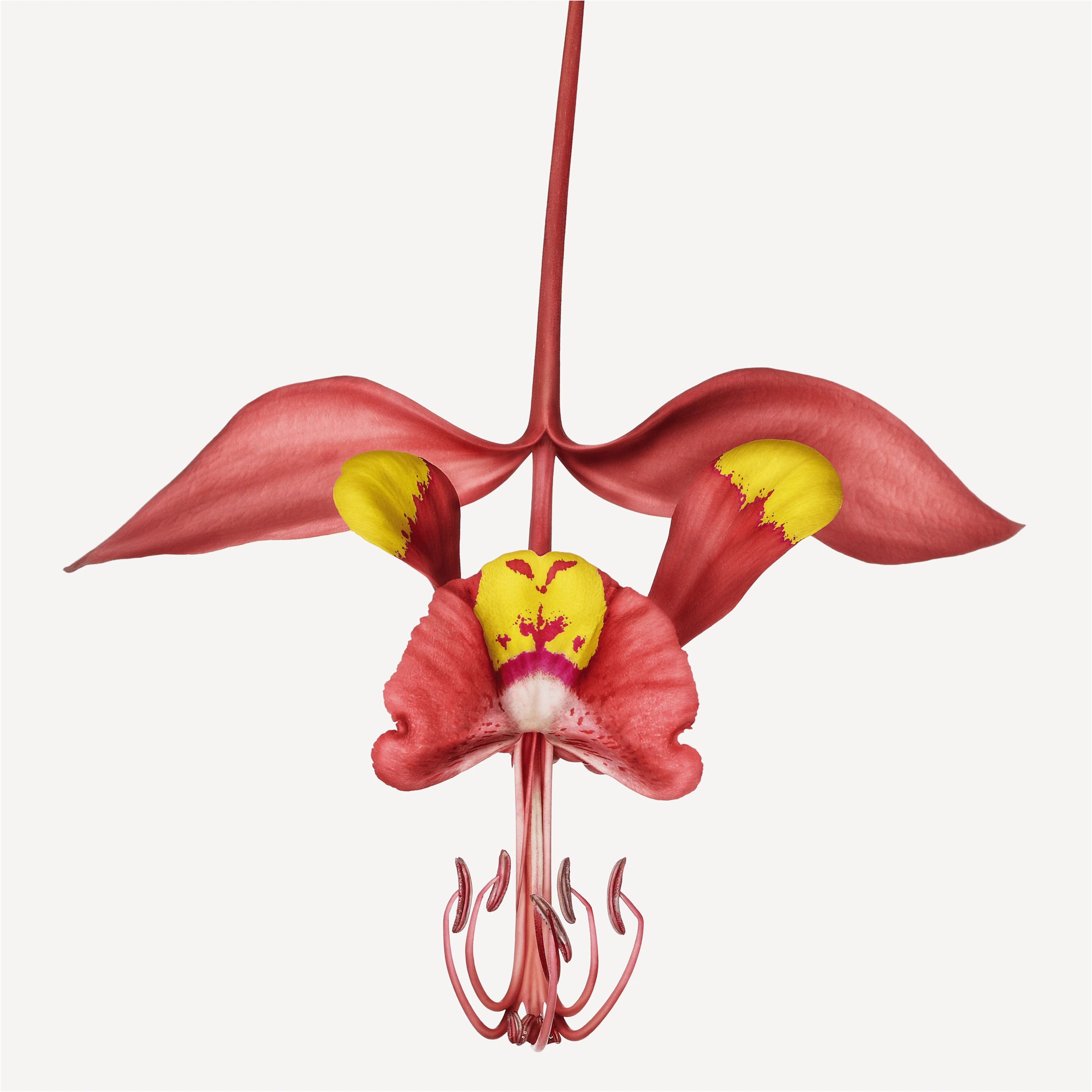 Andrew Zuckerman - Flower - 17