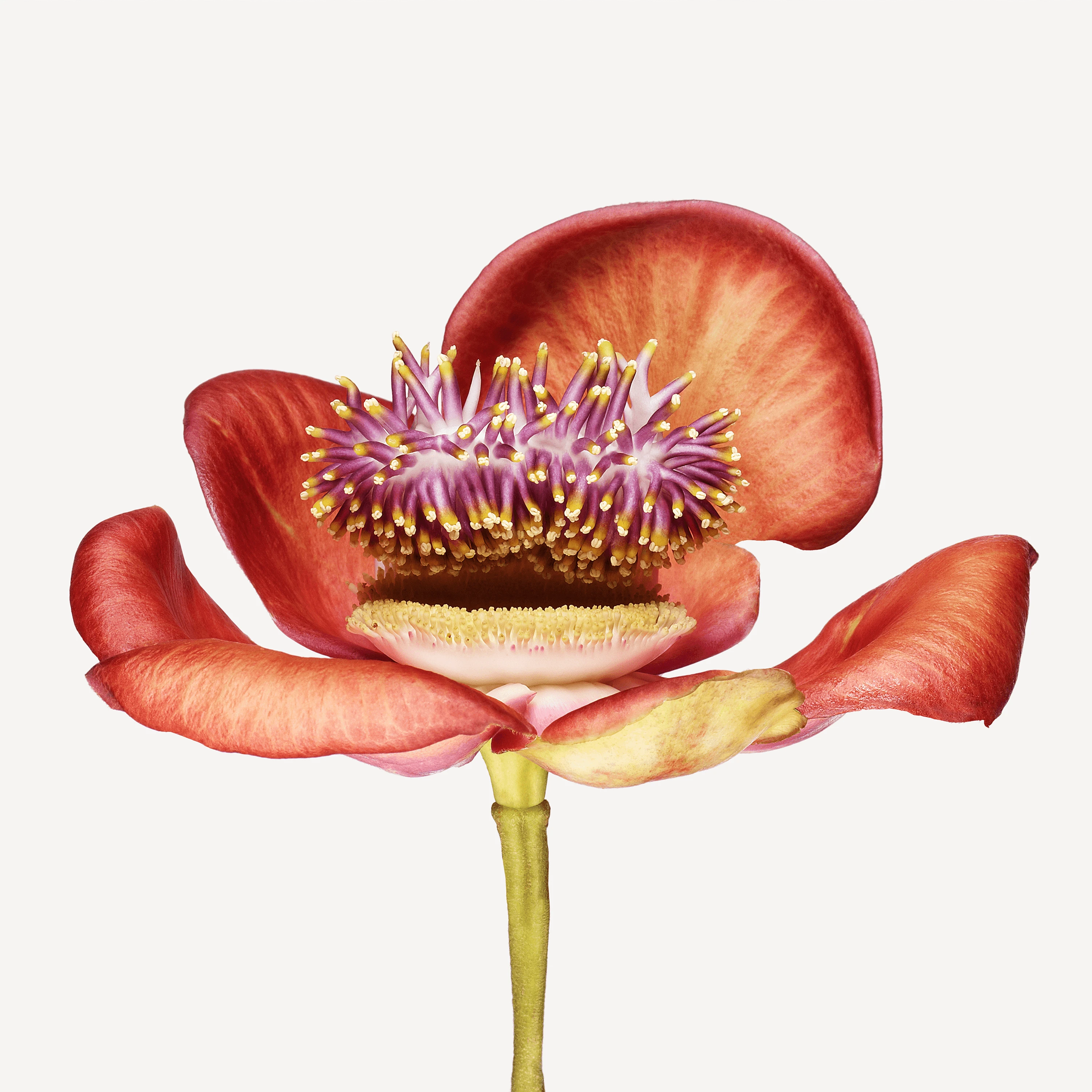 Andrew Zuckerman - Flower - 14