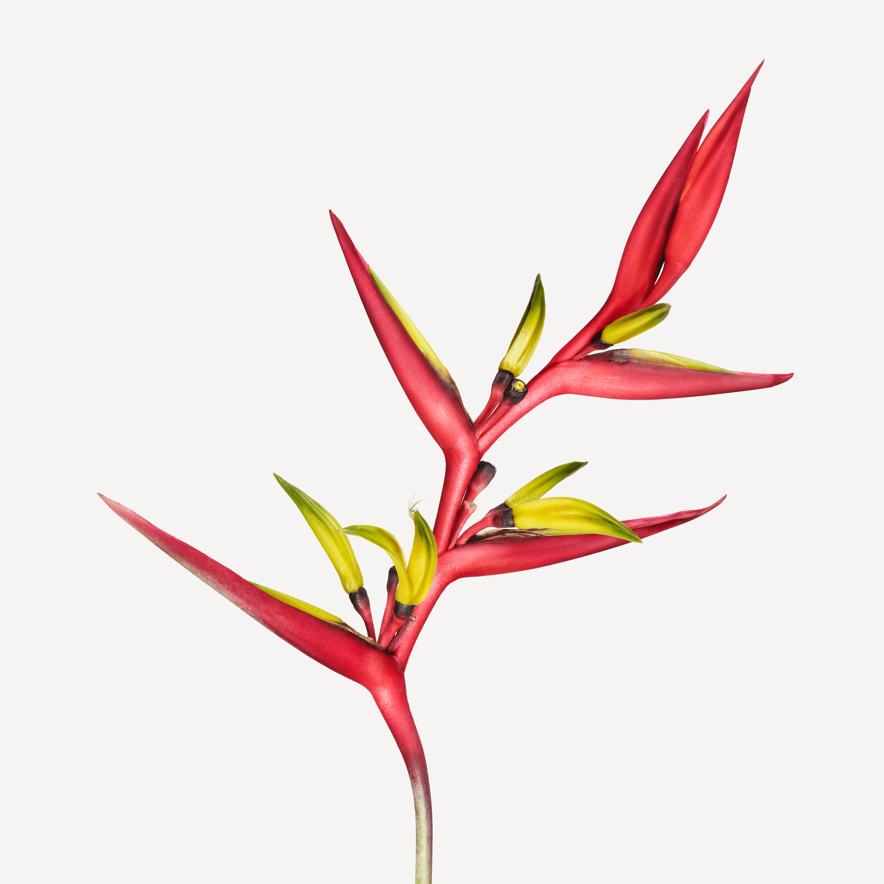 Andrew Zuckerman - Flower - 1