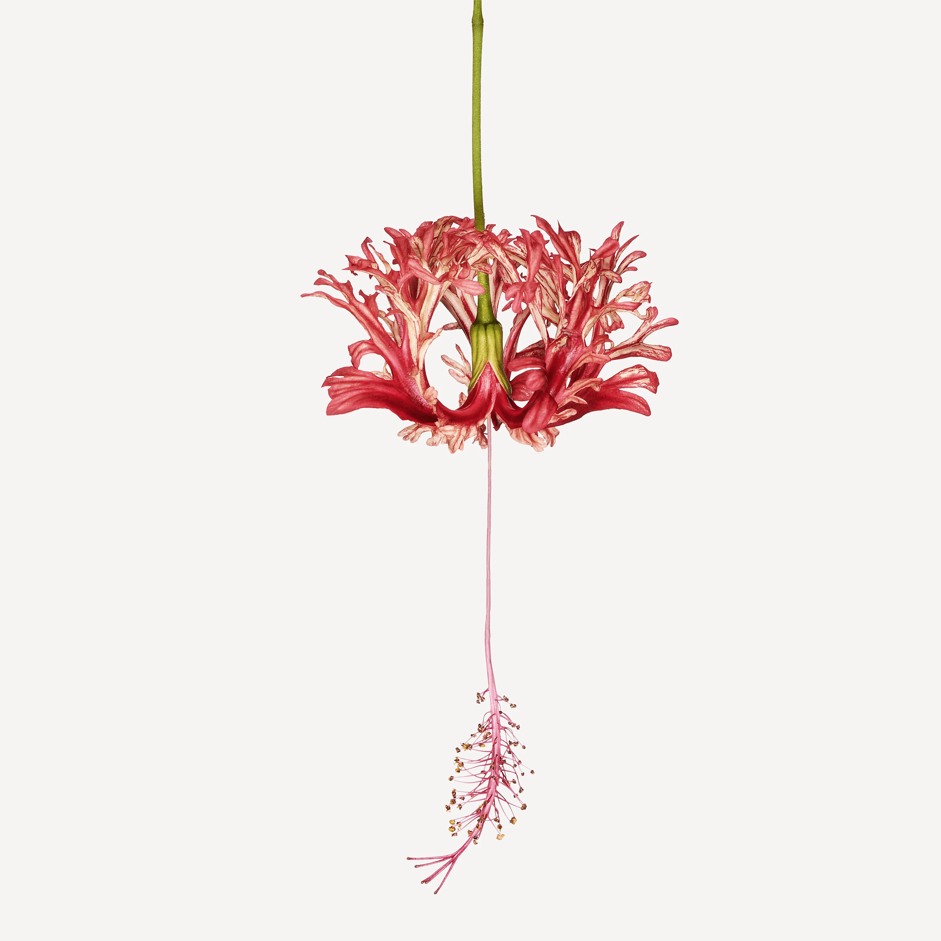 Andrew Zuckerman - Flower - 18