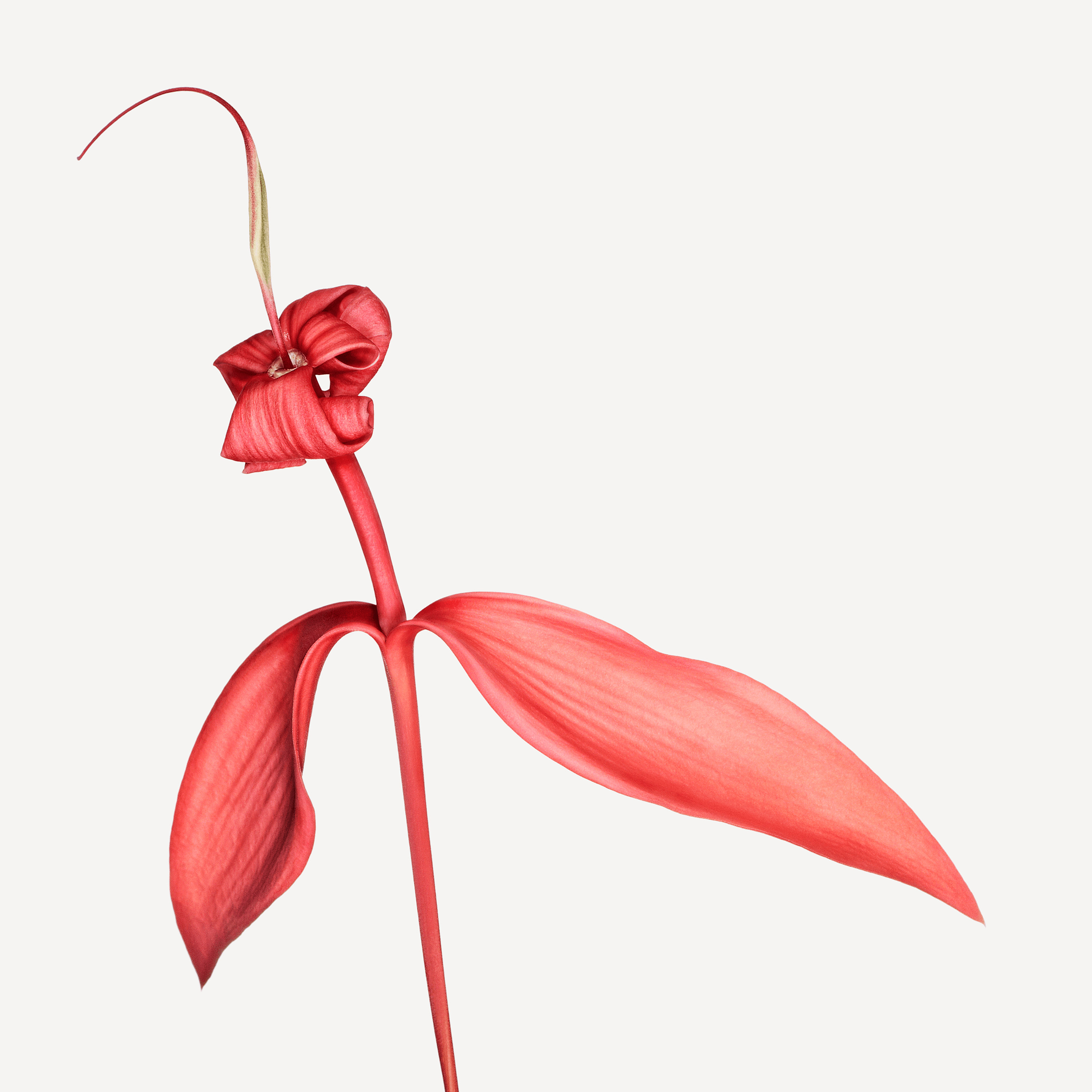 Andrew Zuckerman - Flower - 13