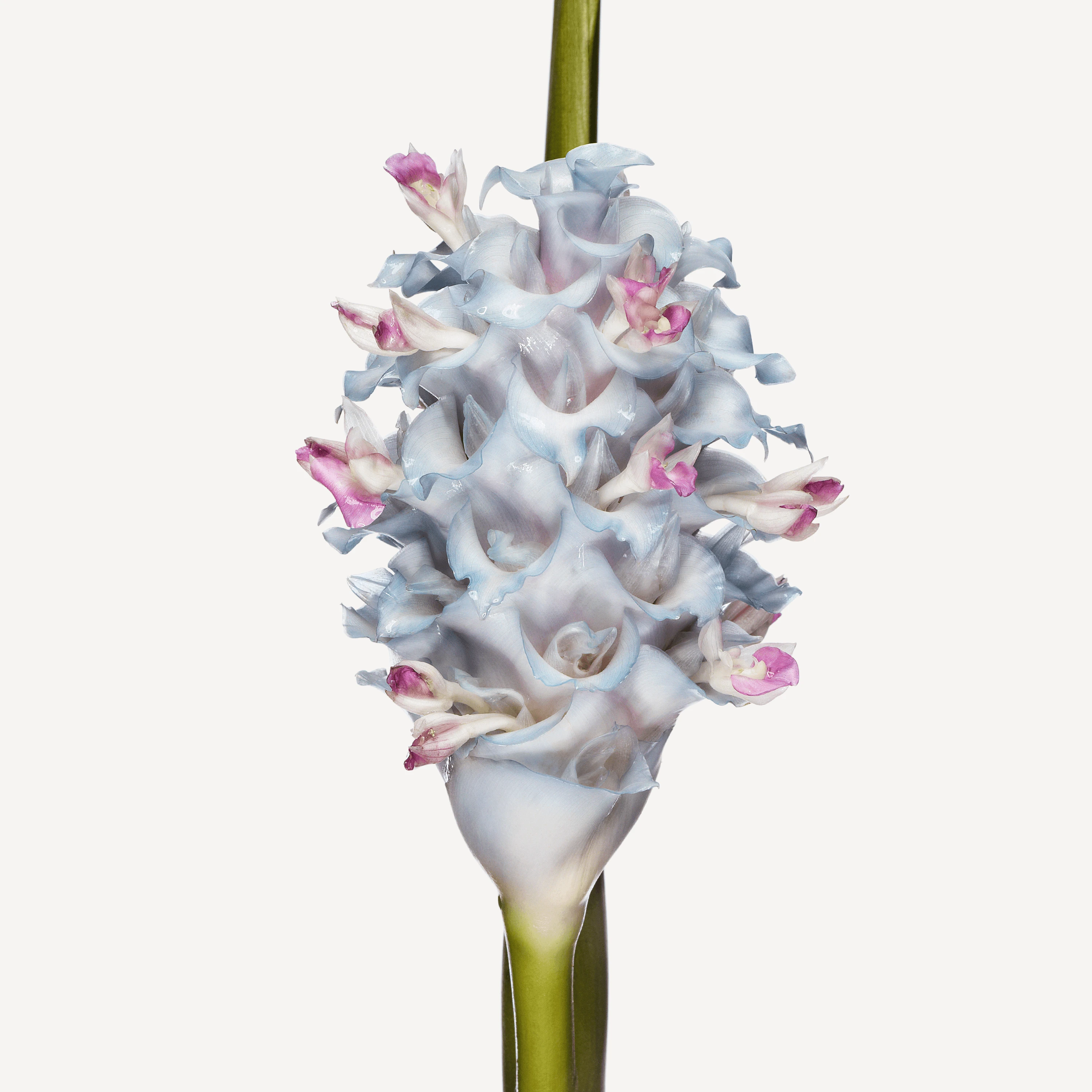 Andrew Zuckerman - Flower - 2