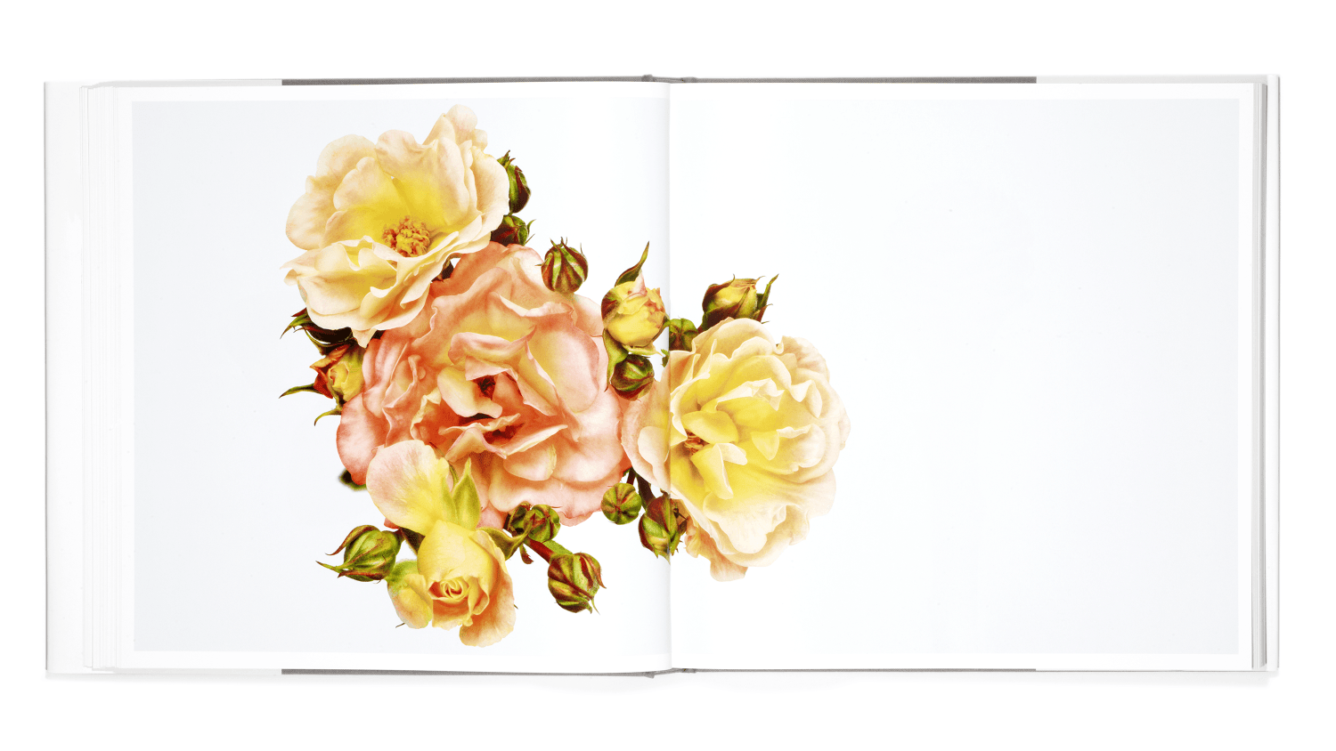 【洋書】FLOWER Andrew Zuckerman Flower - Andrew Zuckerman