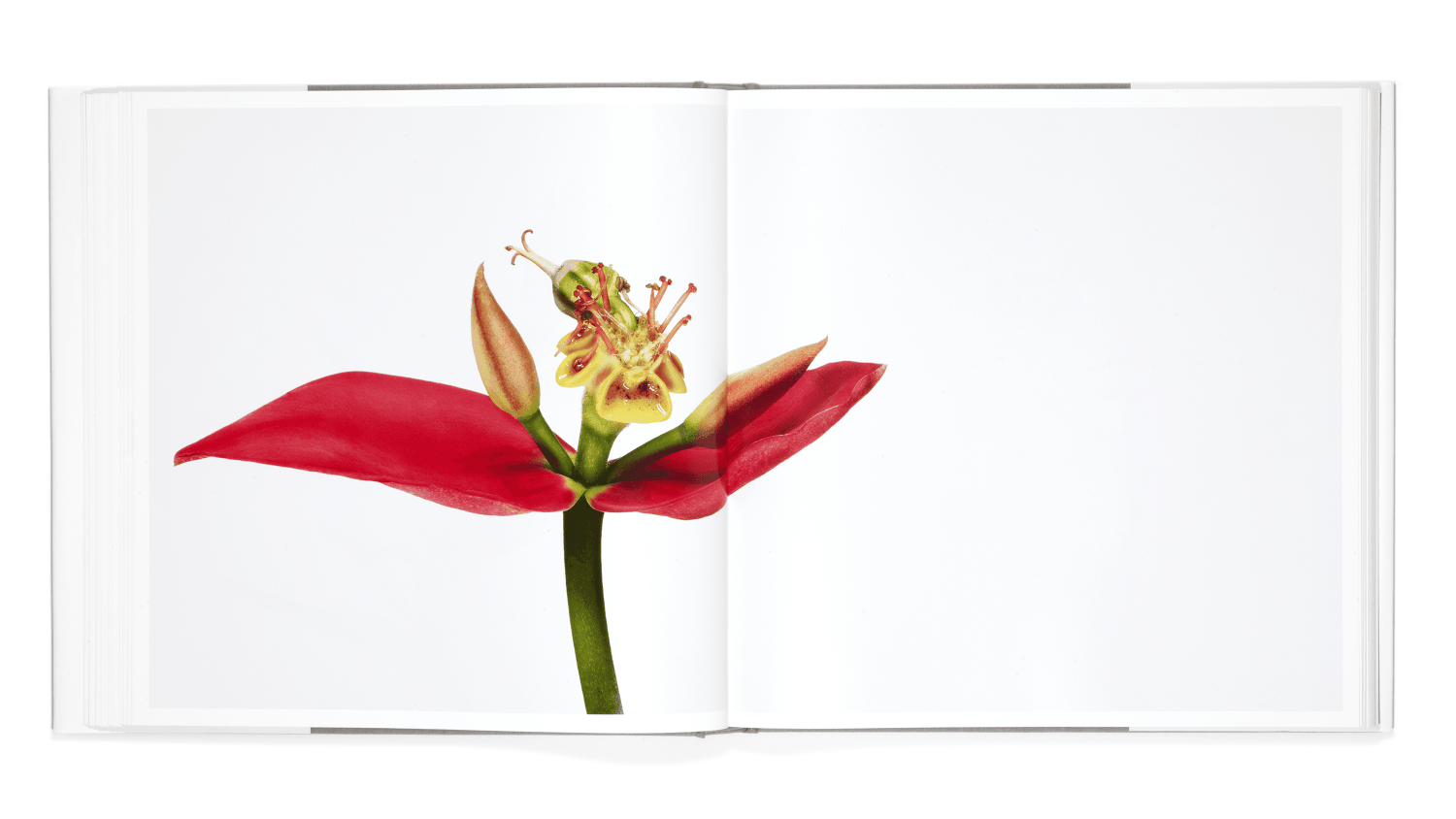 【洋書】FLOWER Andrew Zuckerman Flower - Andrew Zuckerman