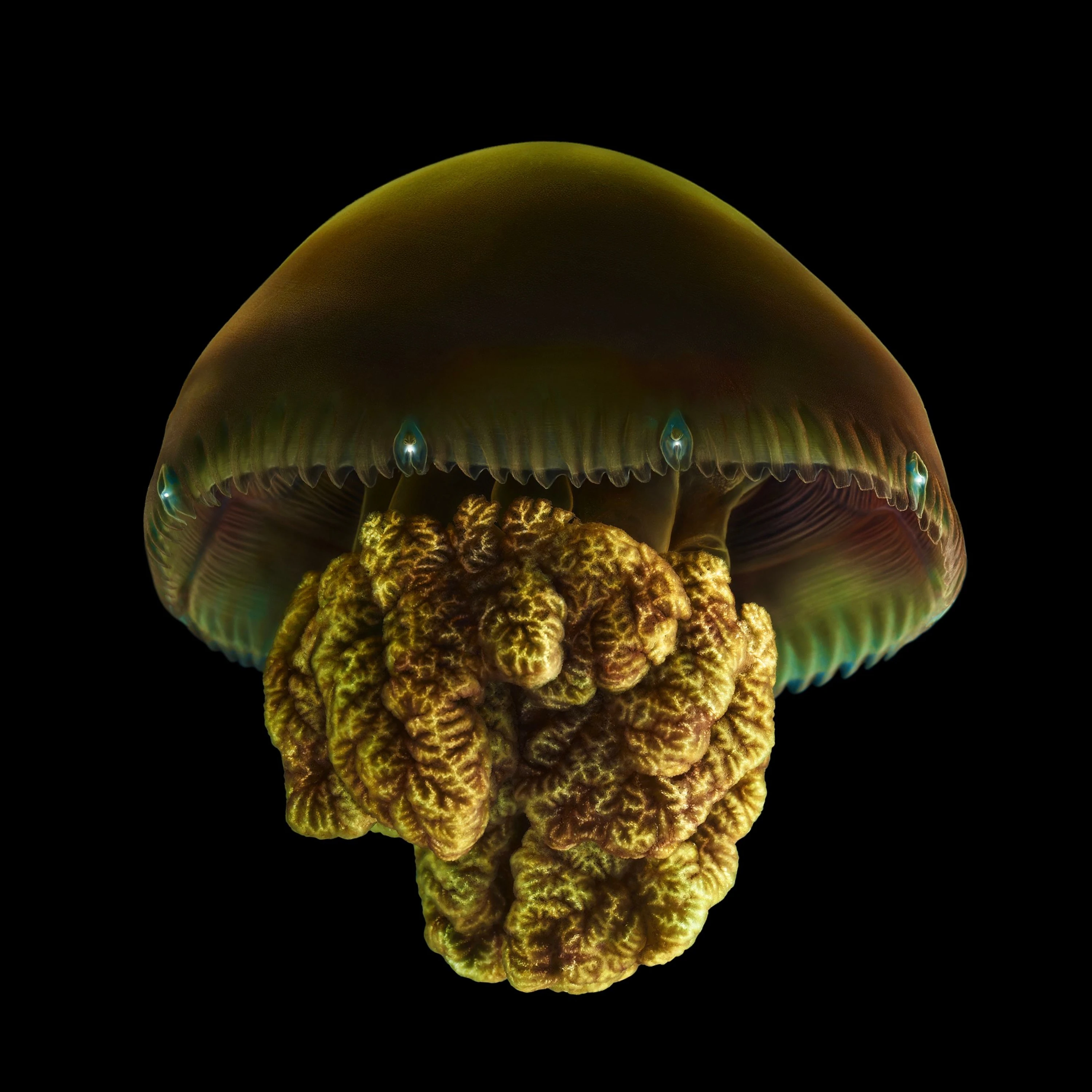 Andrew Zuckerman - Ocean - 42