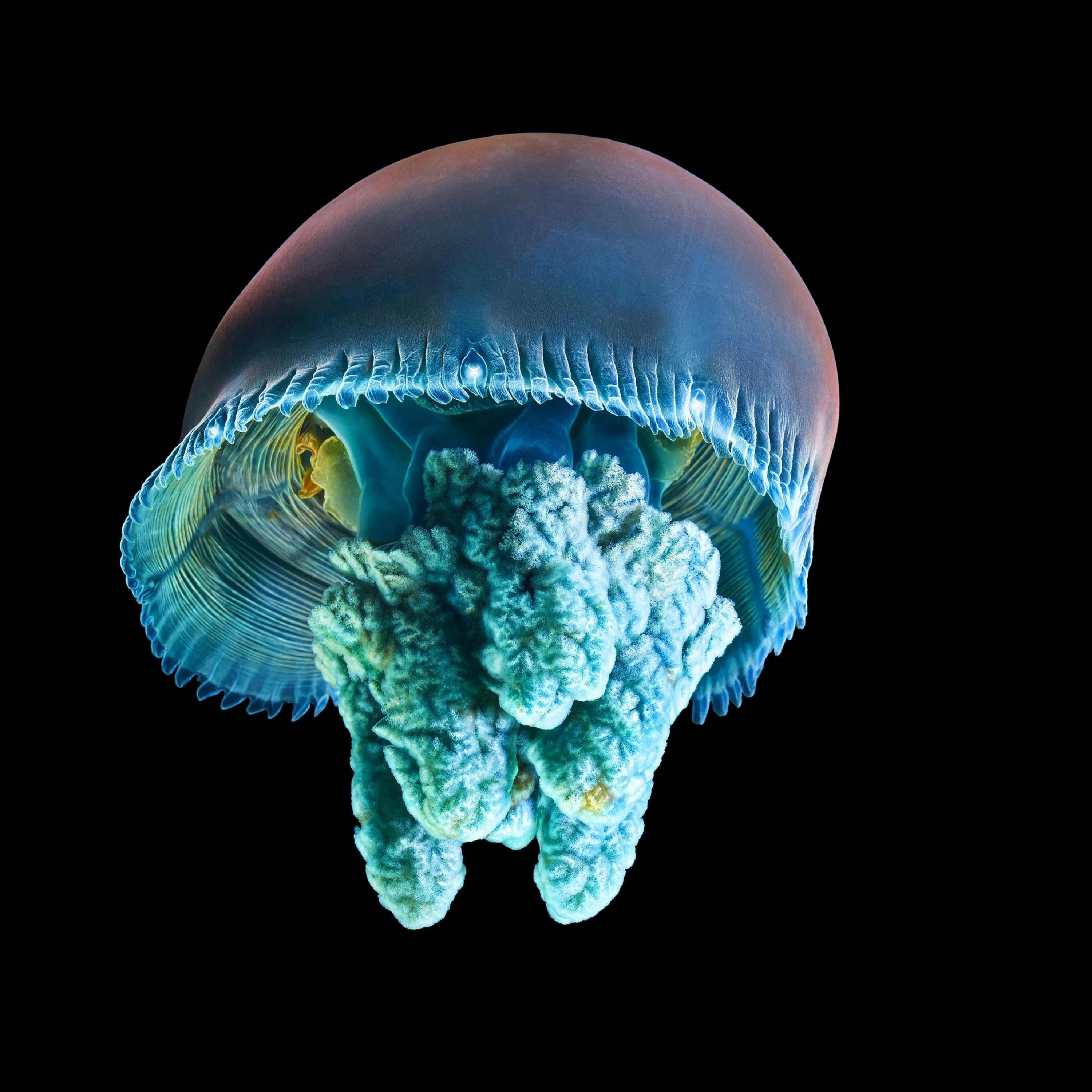 Andrew Zuckerman - Ocean - 41