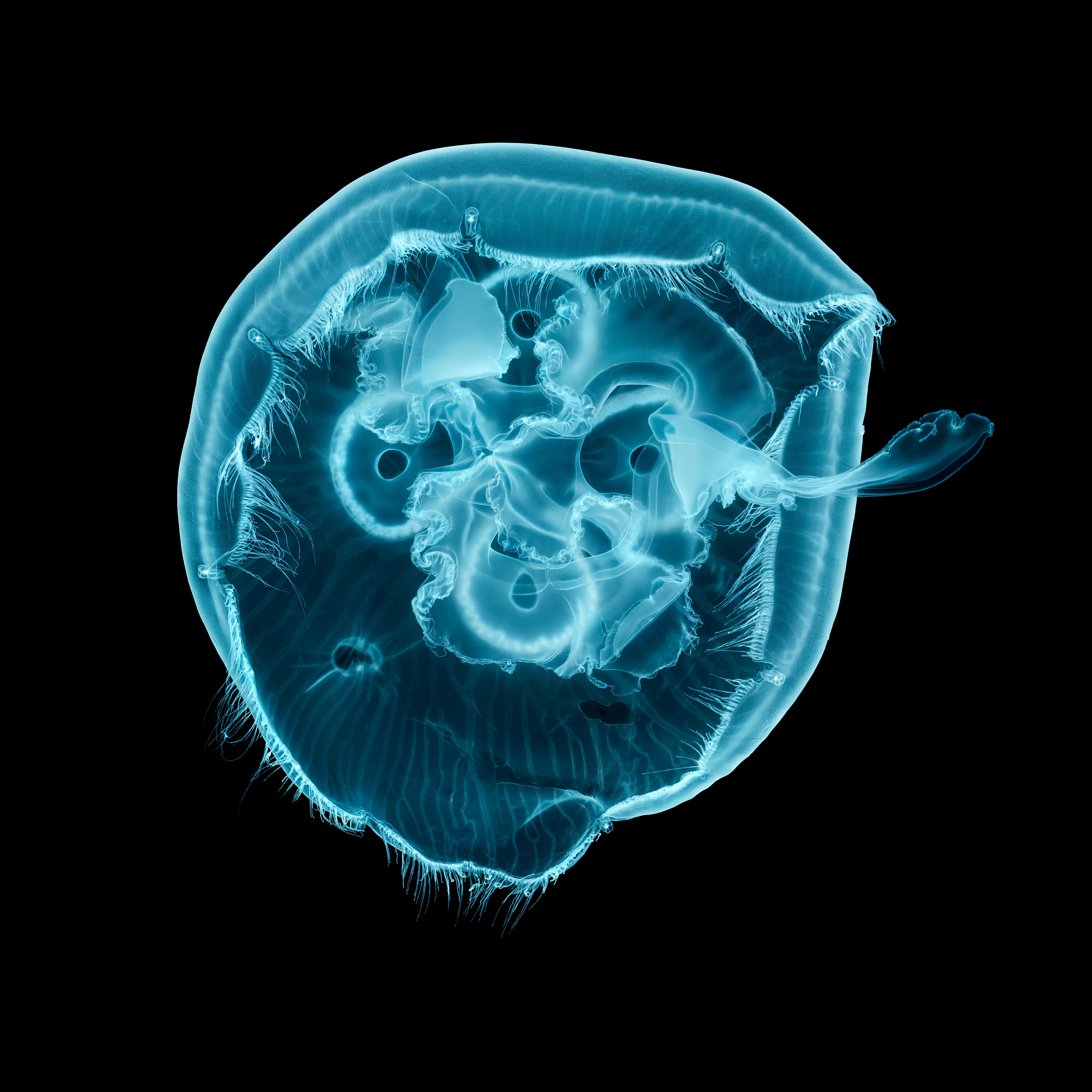 Andrew Zuckerman - Ocean - 4